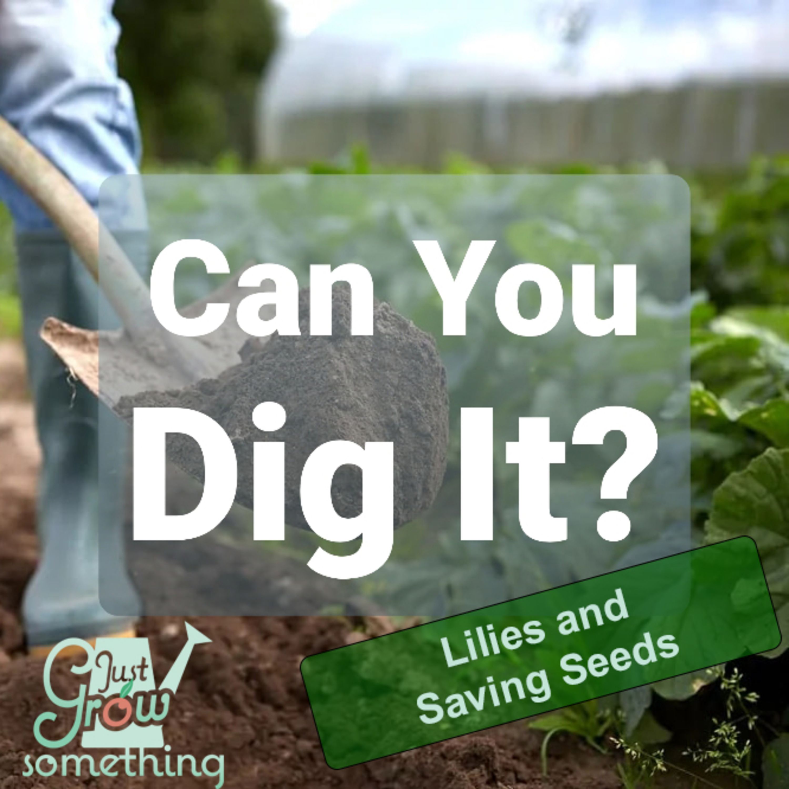 Ep. 61 - Can You Dig It? Lilies and Saving Seeds