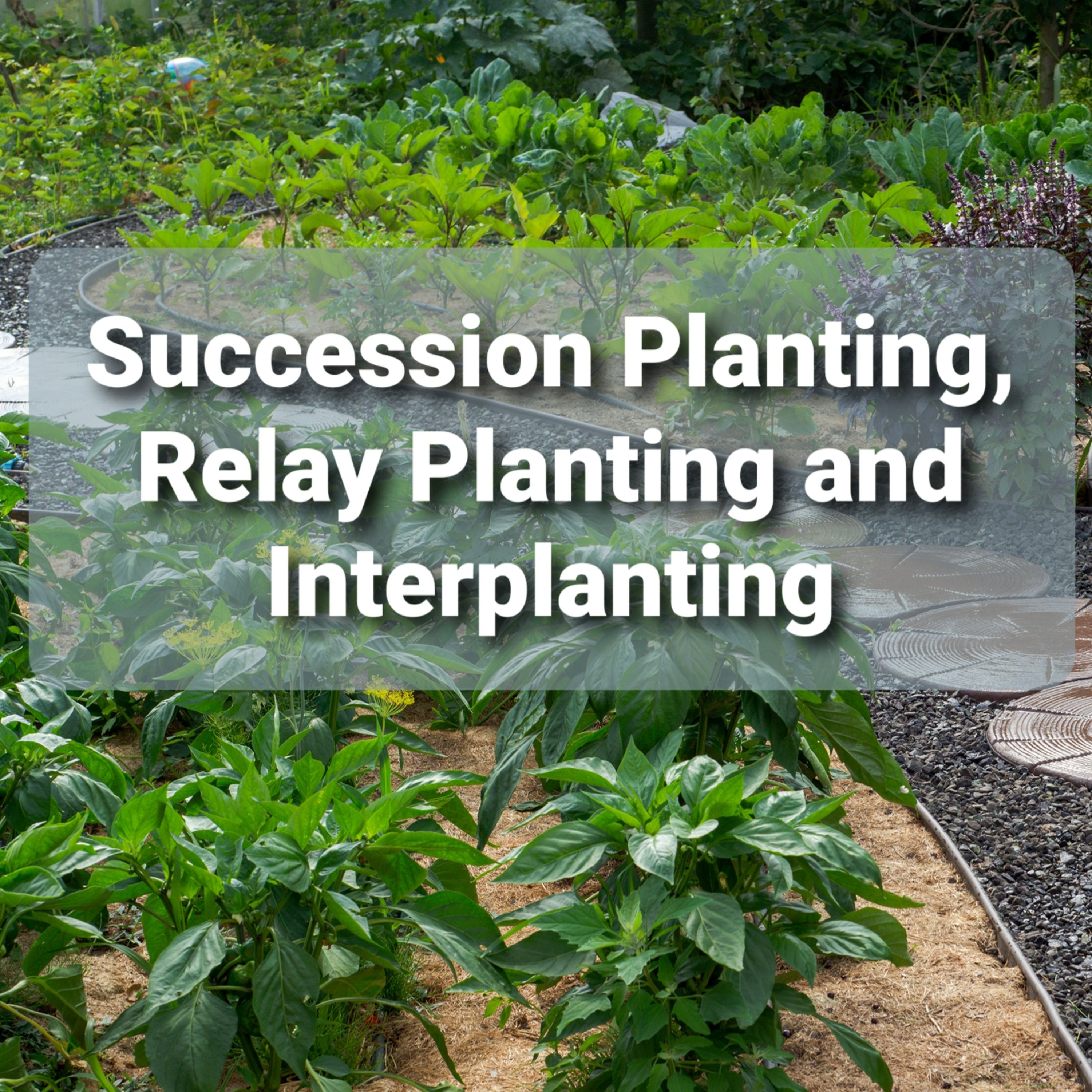 Ep. 43 - Succession Planting, Relay Planting, and Interplanting: Increase your garden yield without increasing your space