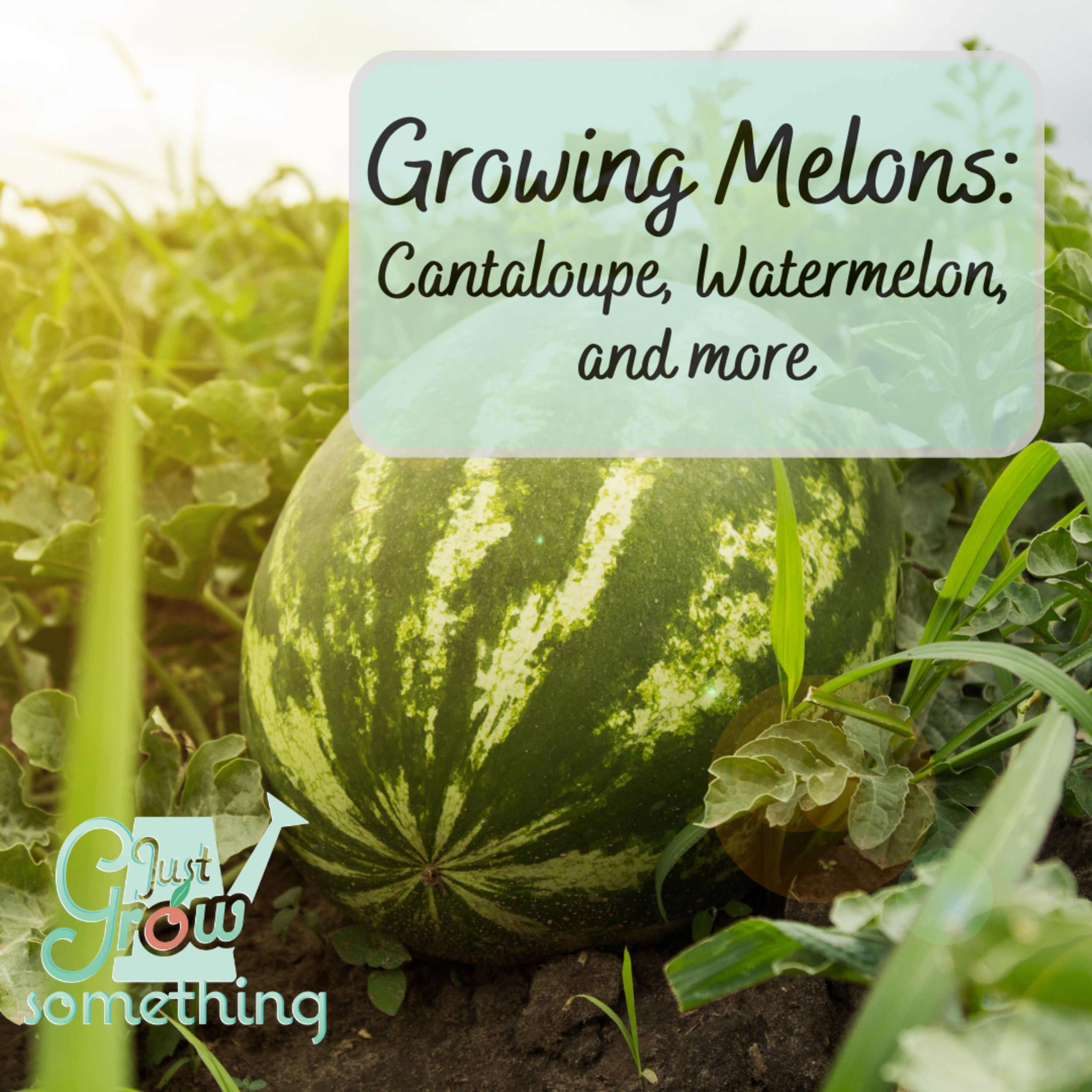 Growing Melons: Watermelon, Cantaloupe and More - Ep. 155