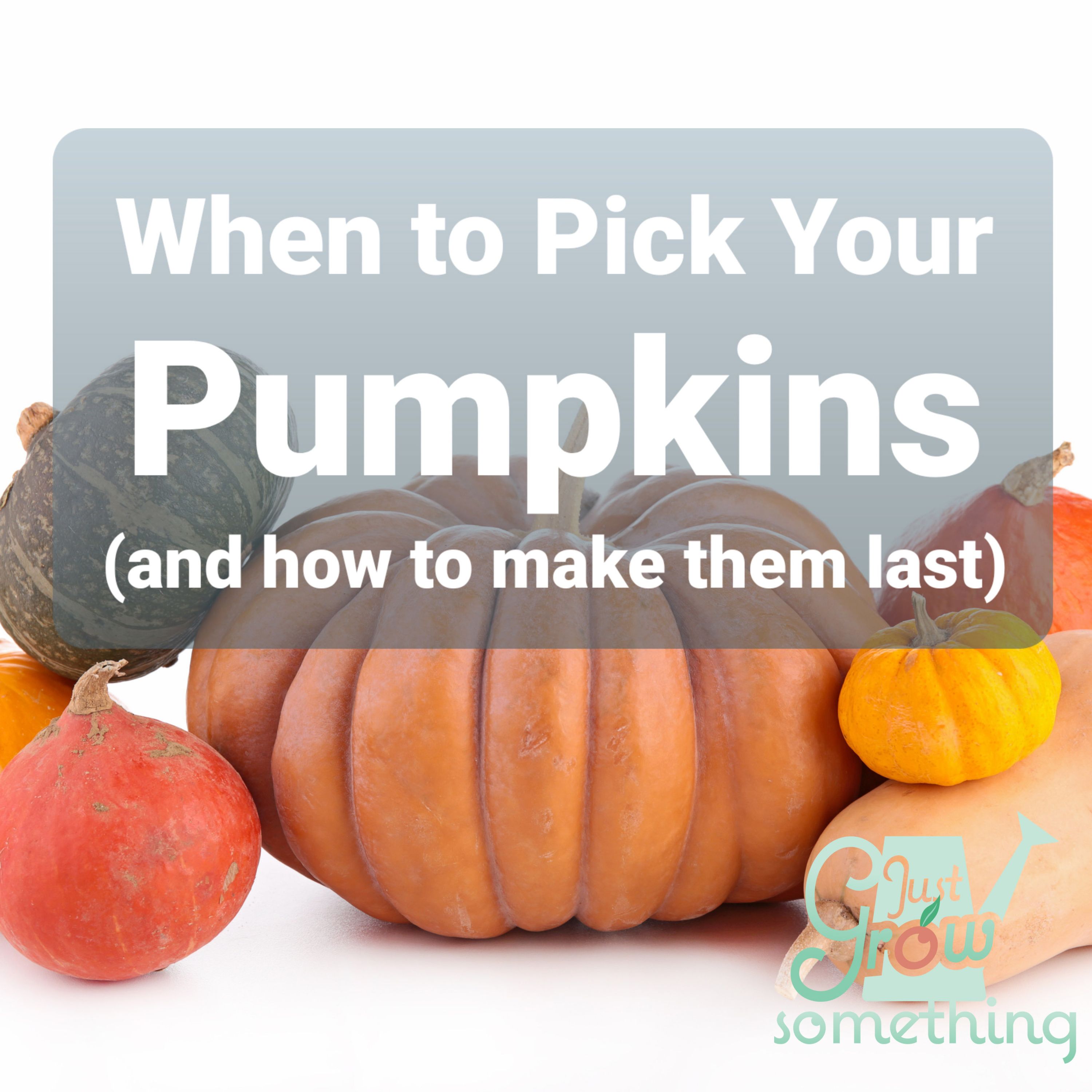 Ep. 57 - When to Pick Your Pumpkins and other winter squashes (and how to make them last!)