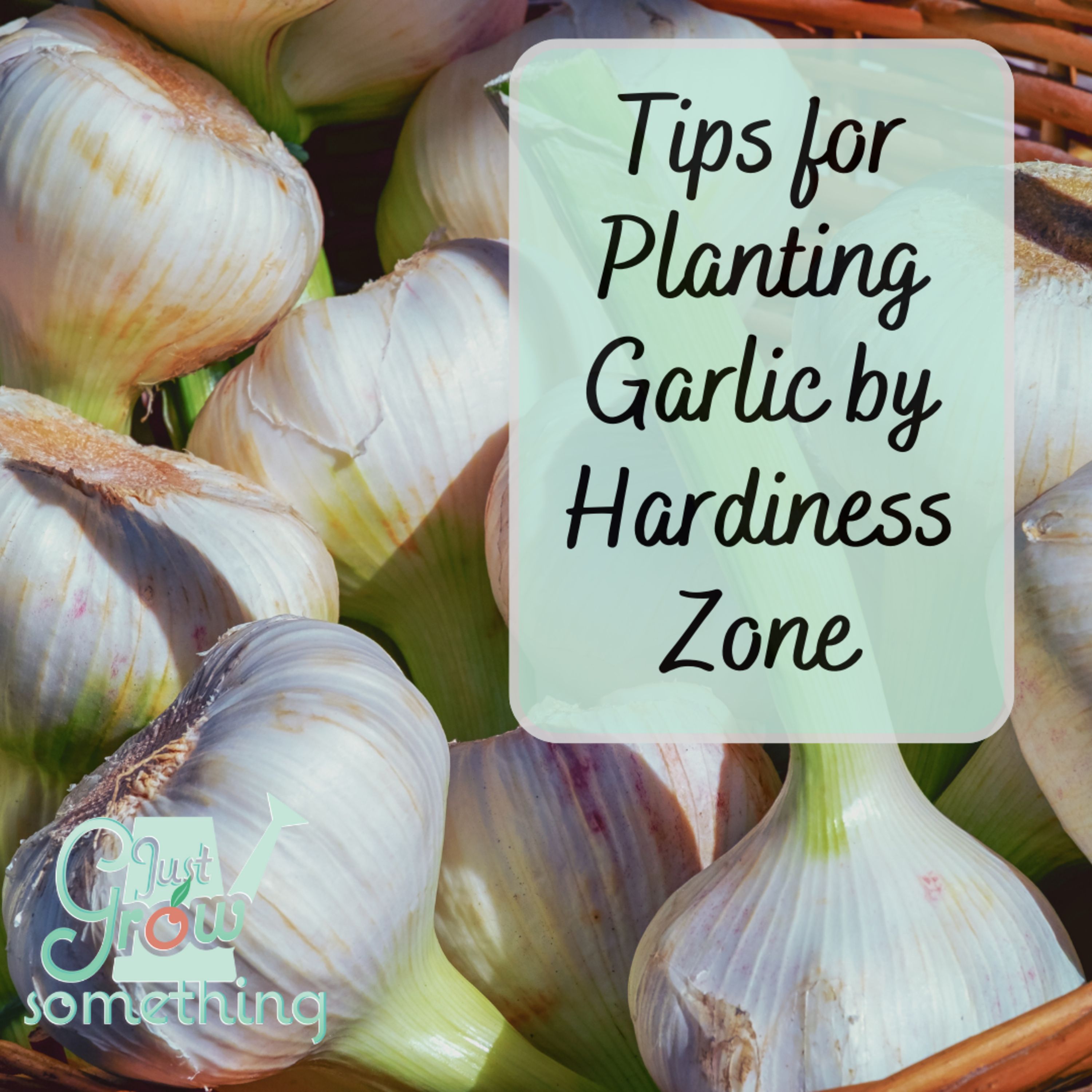 Garlic Planting Tips by Climate - Ep. 221