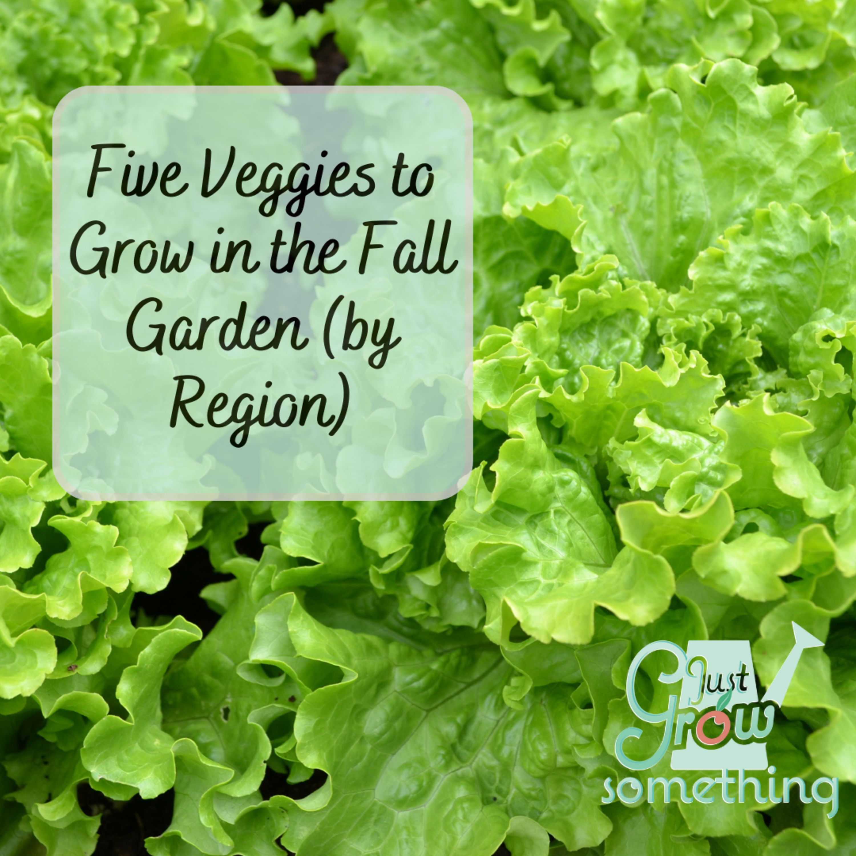 Five Best Veggies to Grow in the Fall Garden by Region - Focal Point Friday