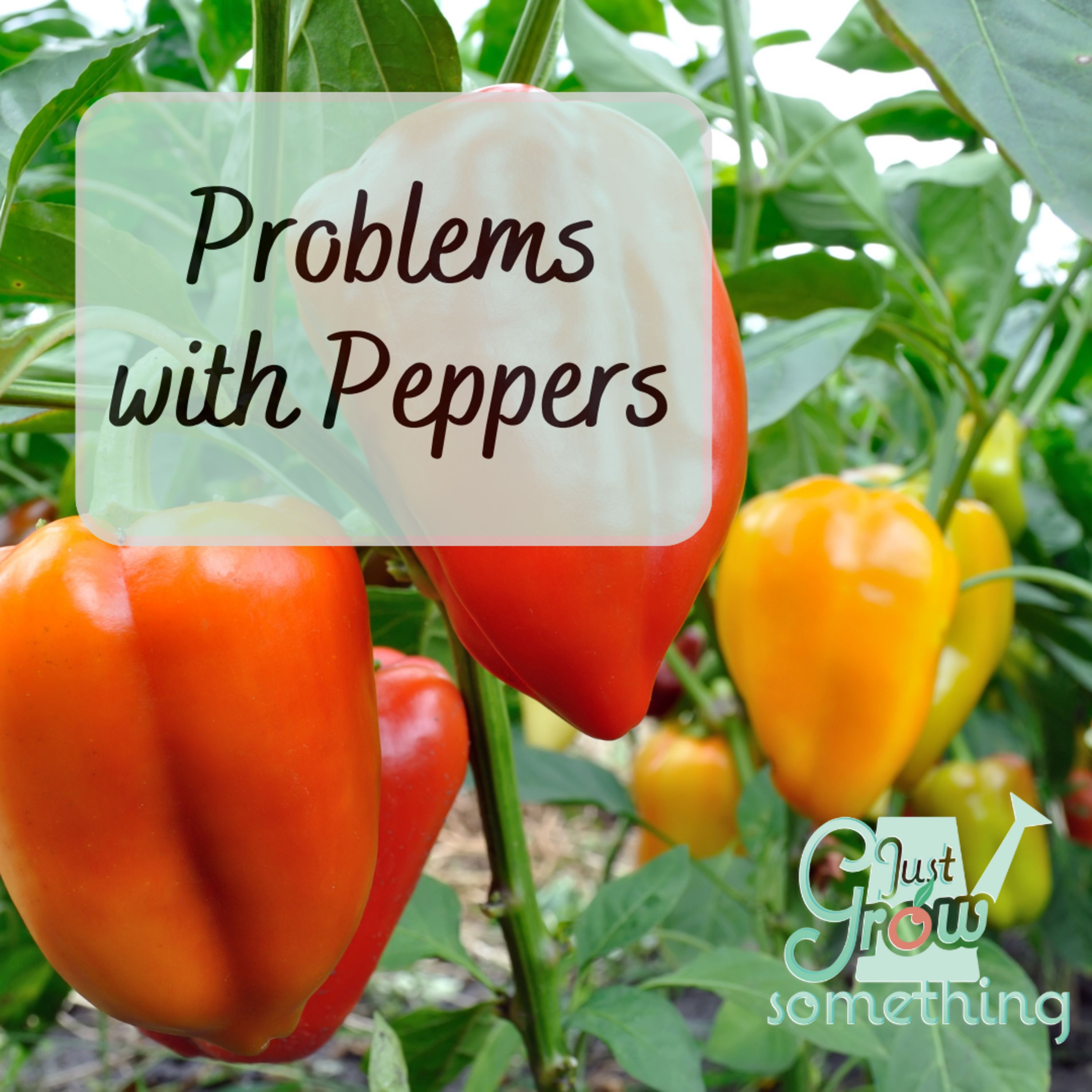 Problems with Peppers - Ep. 197