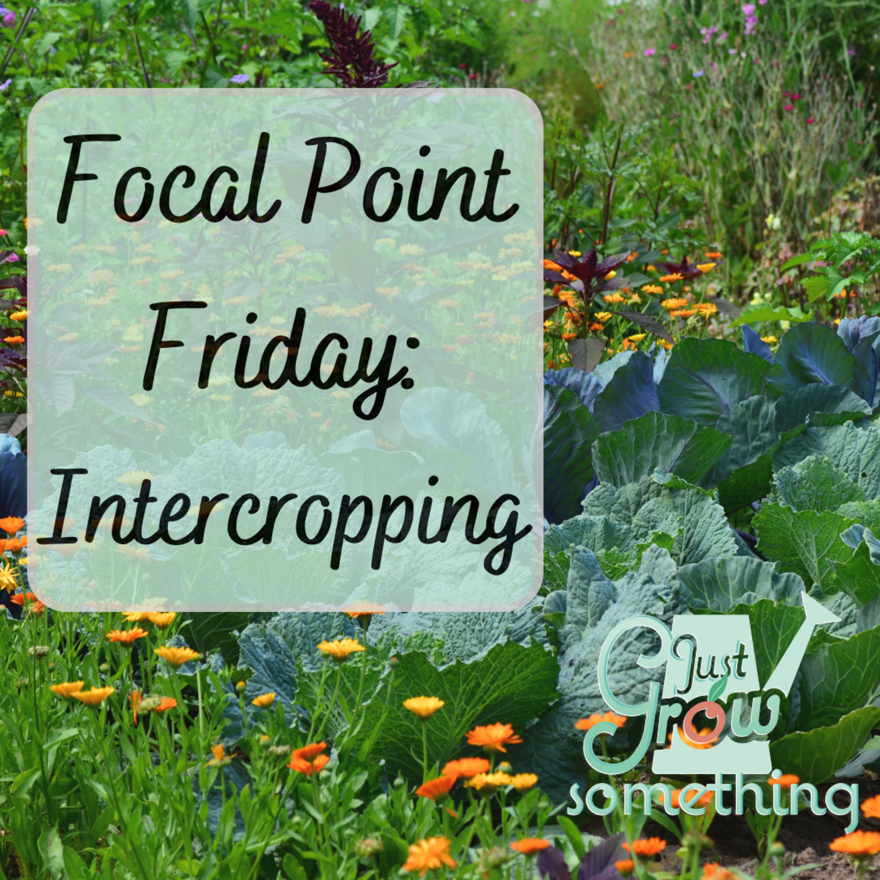 Focal Point Friday: More About Intercropping