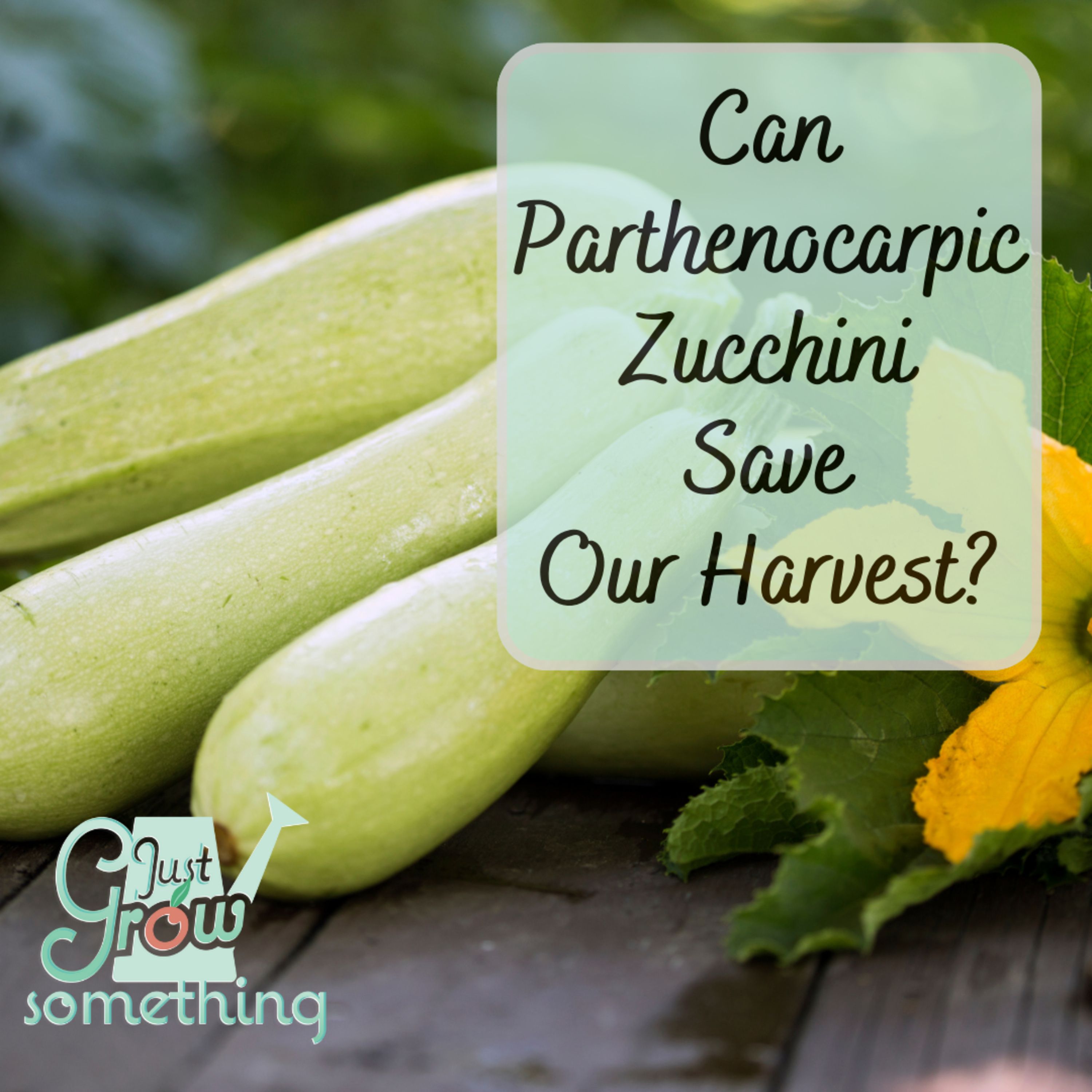 Can Parthenocarpic Zucchini Save Our Harvest by Helping Us Avoid Pests?