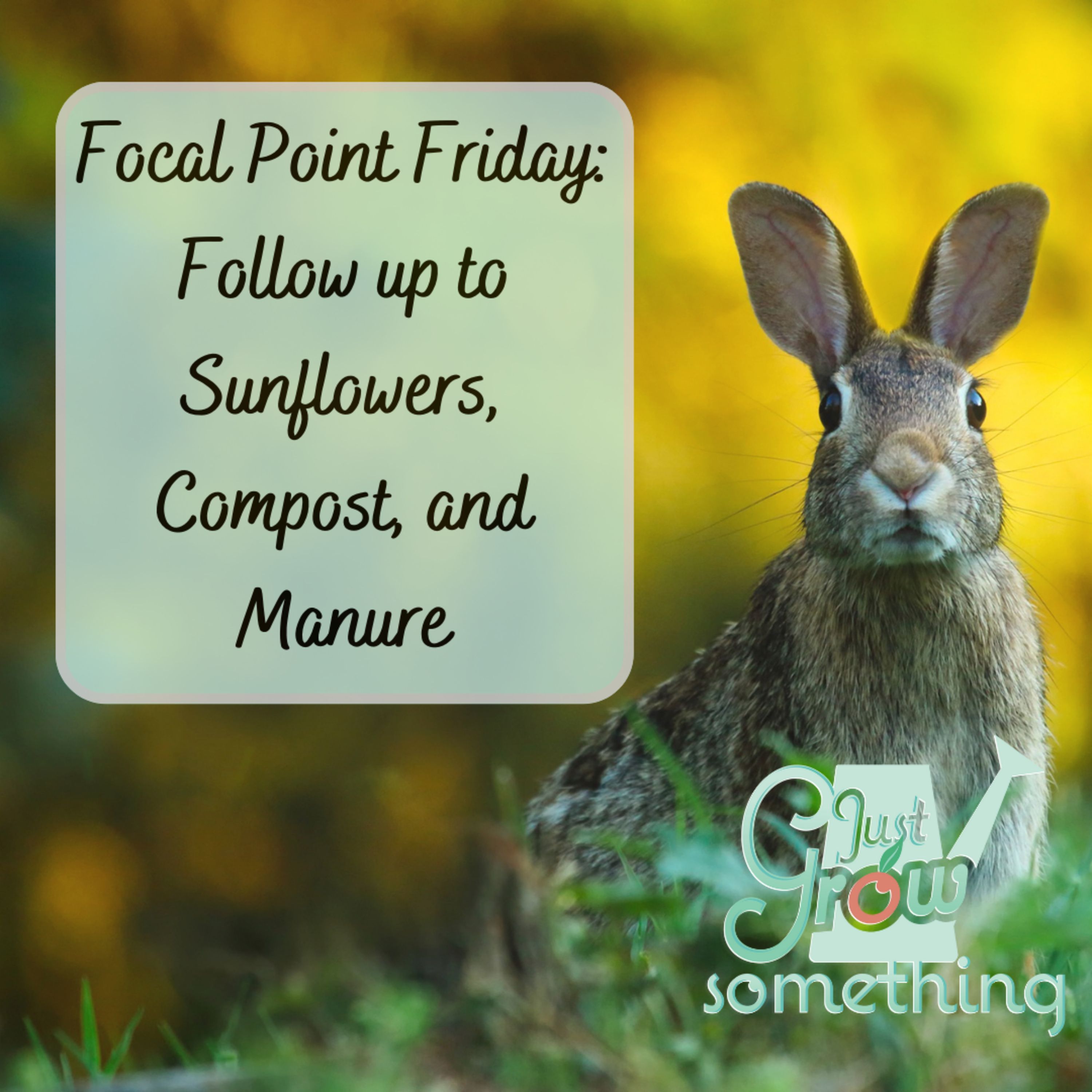 Focal Point Friday: Follow-up to Sunflowers, Compost and Manure