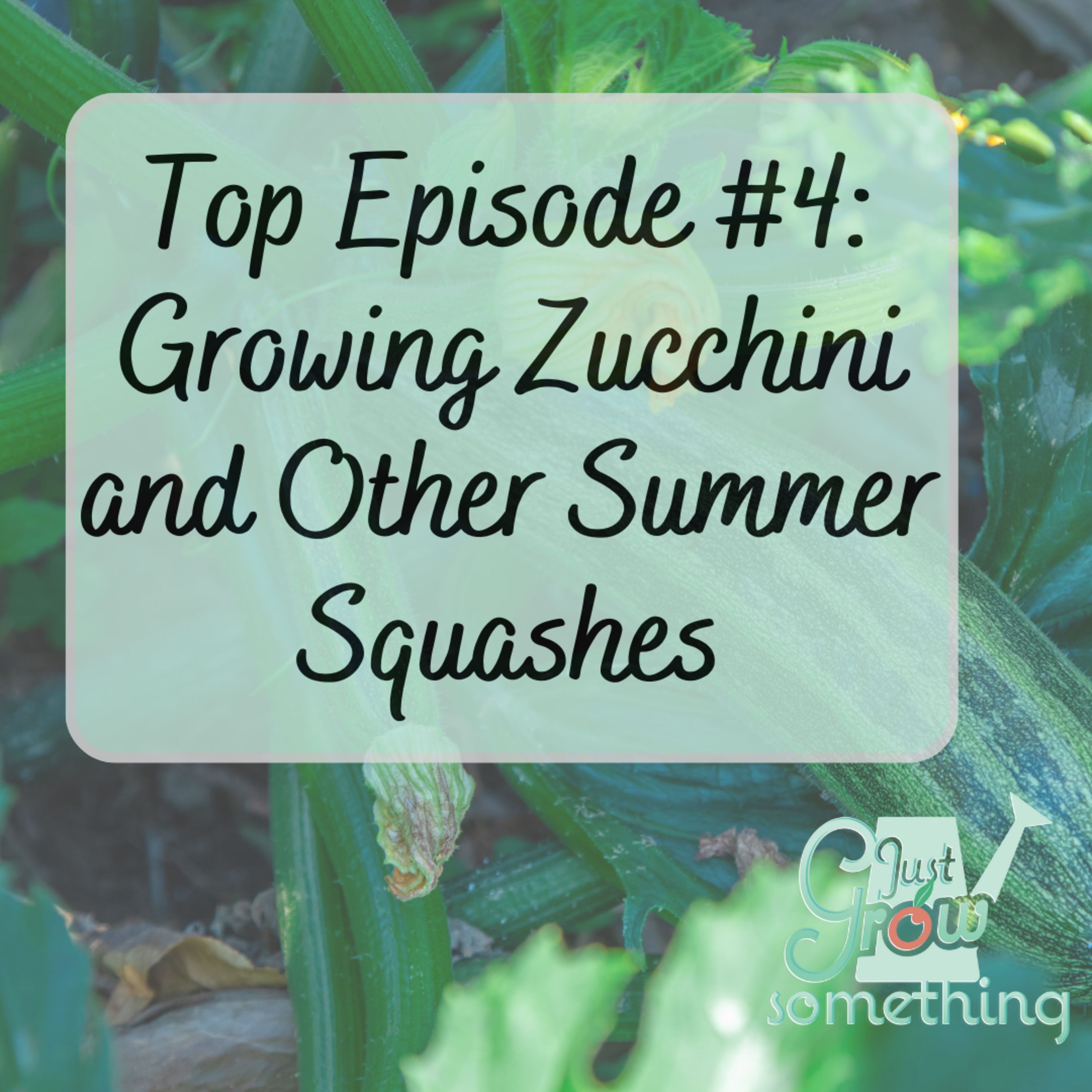 Top Episode 4: Growing Zucchini - Ep. 174