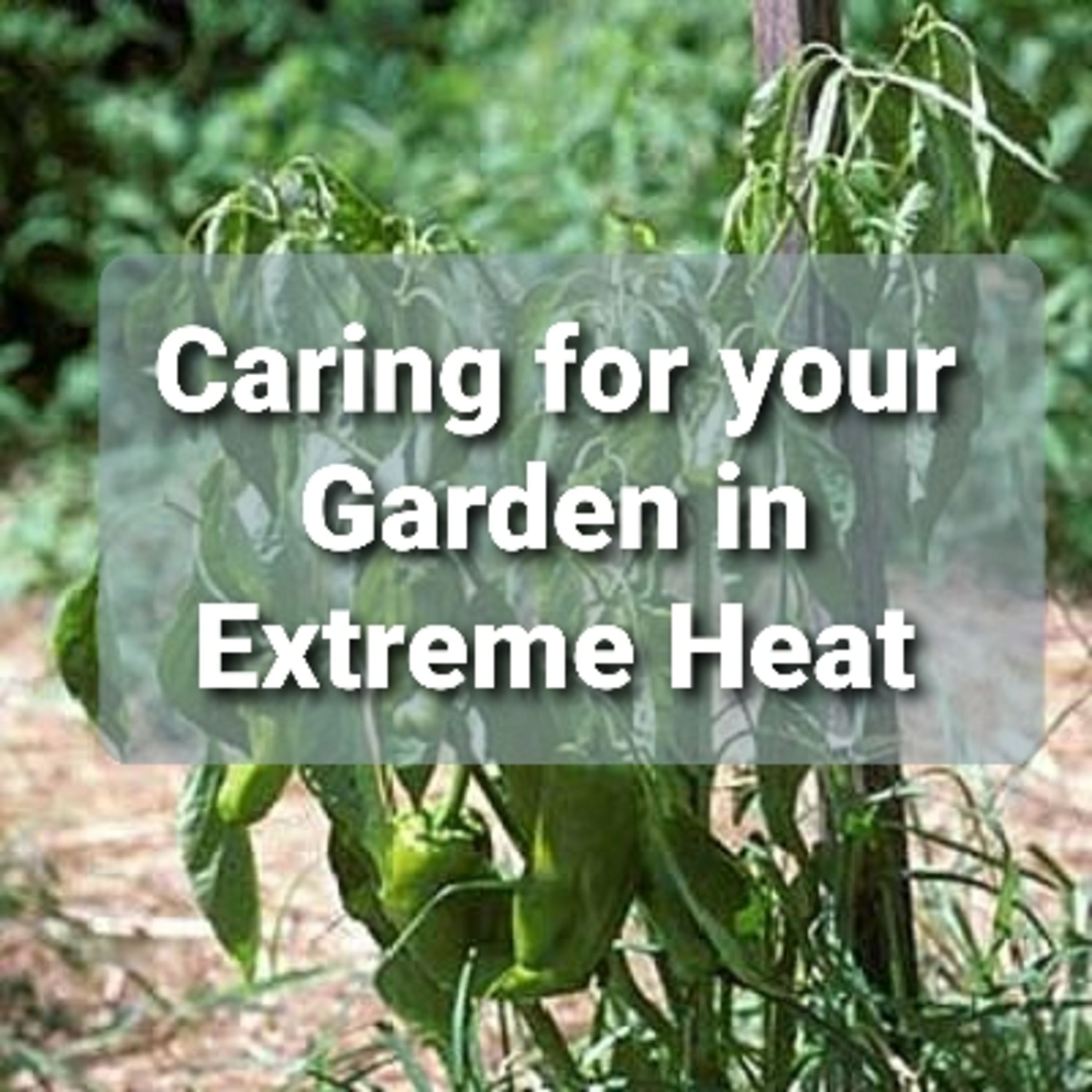 Ep. 44 - Caring for Your Garden in Extreme Heat