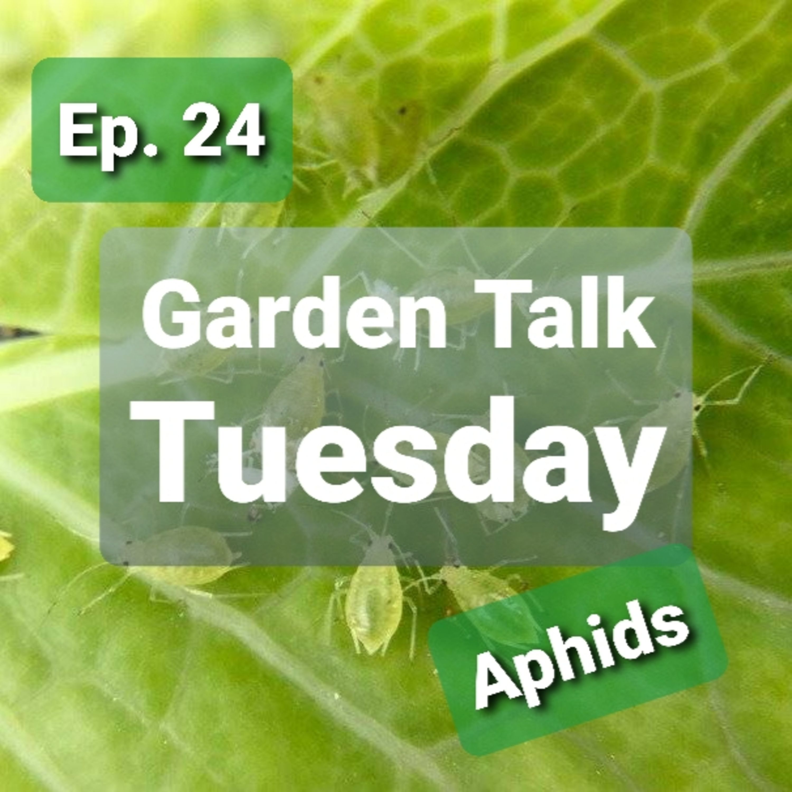 Ep. 24 - Garden Talk Tuesday: Aphids