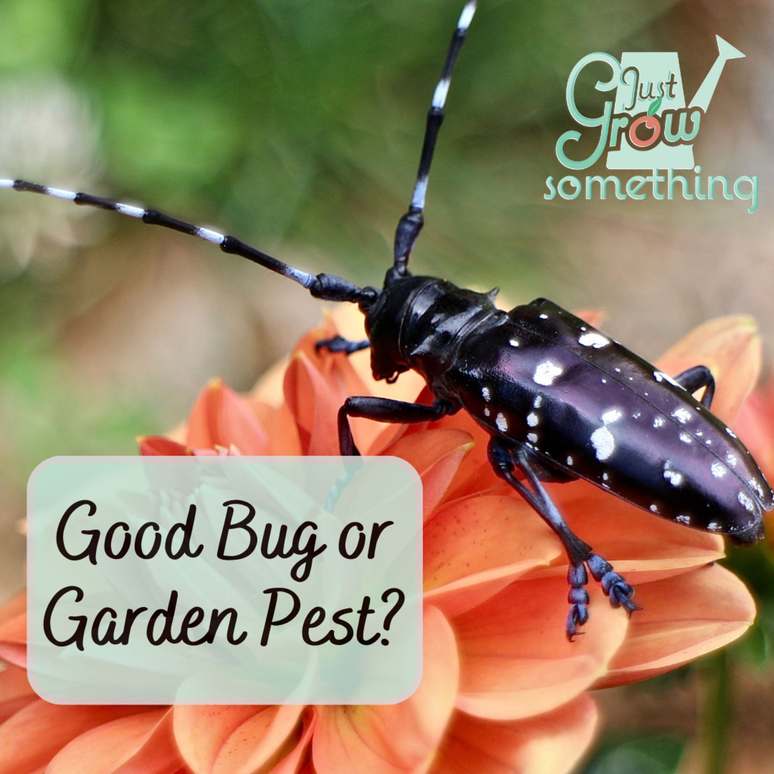 Good Bug or Garden Pest? How to Identify Insects in Your Vegetable Garden – Ep. 249