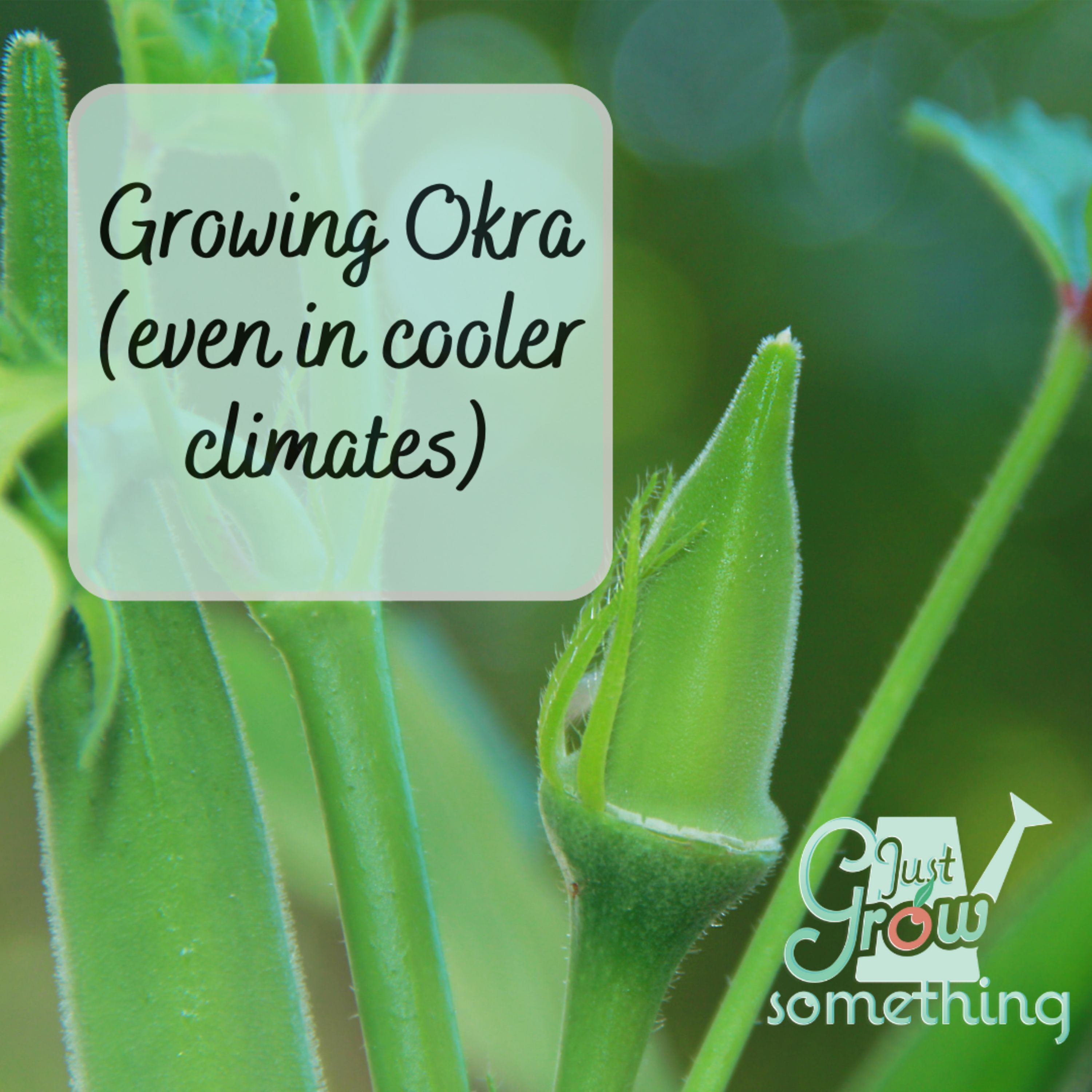 Growing Okra - Ep. 152