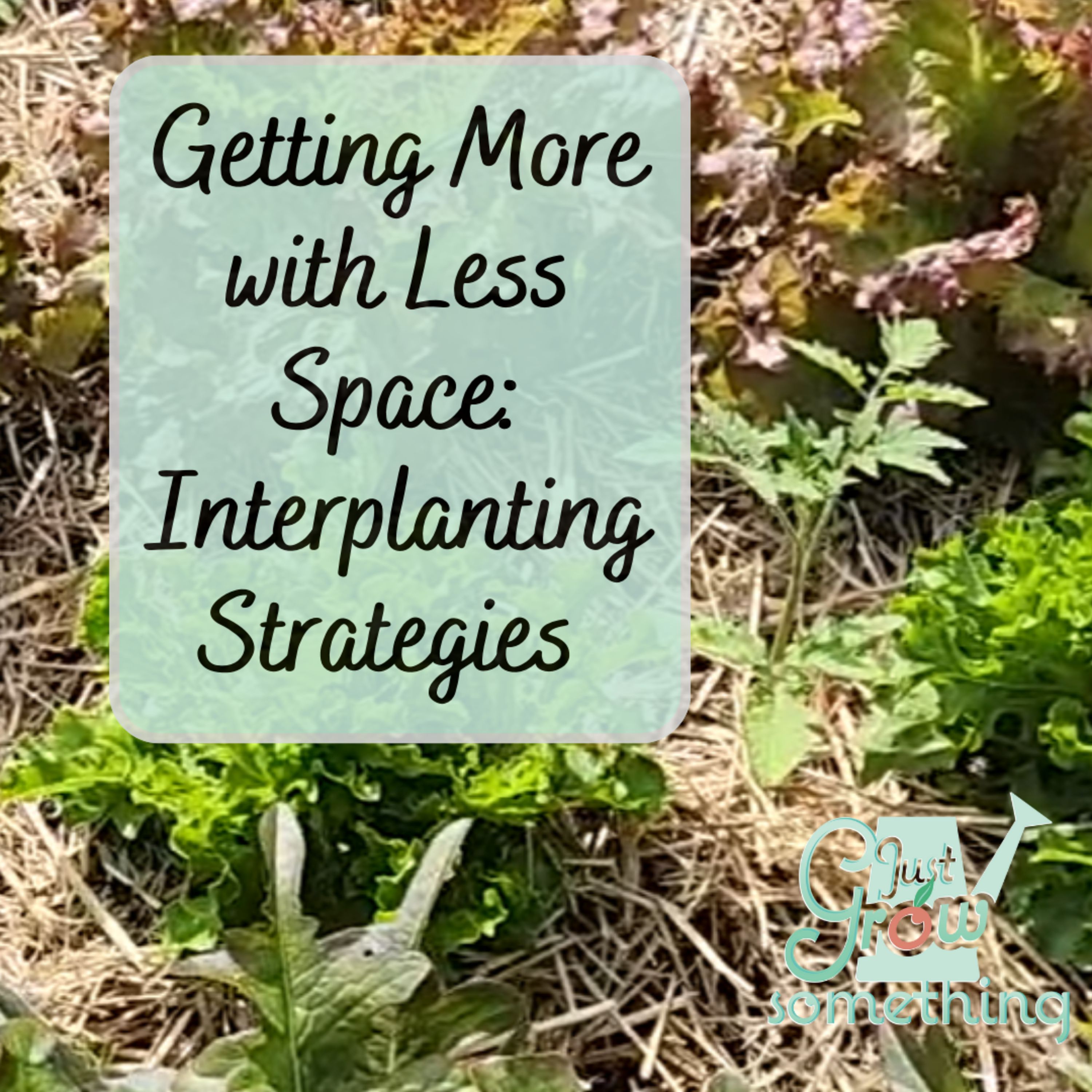 Smarter Planting for Bigger Harvests: Interplanting Strategies - Ep. 247