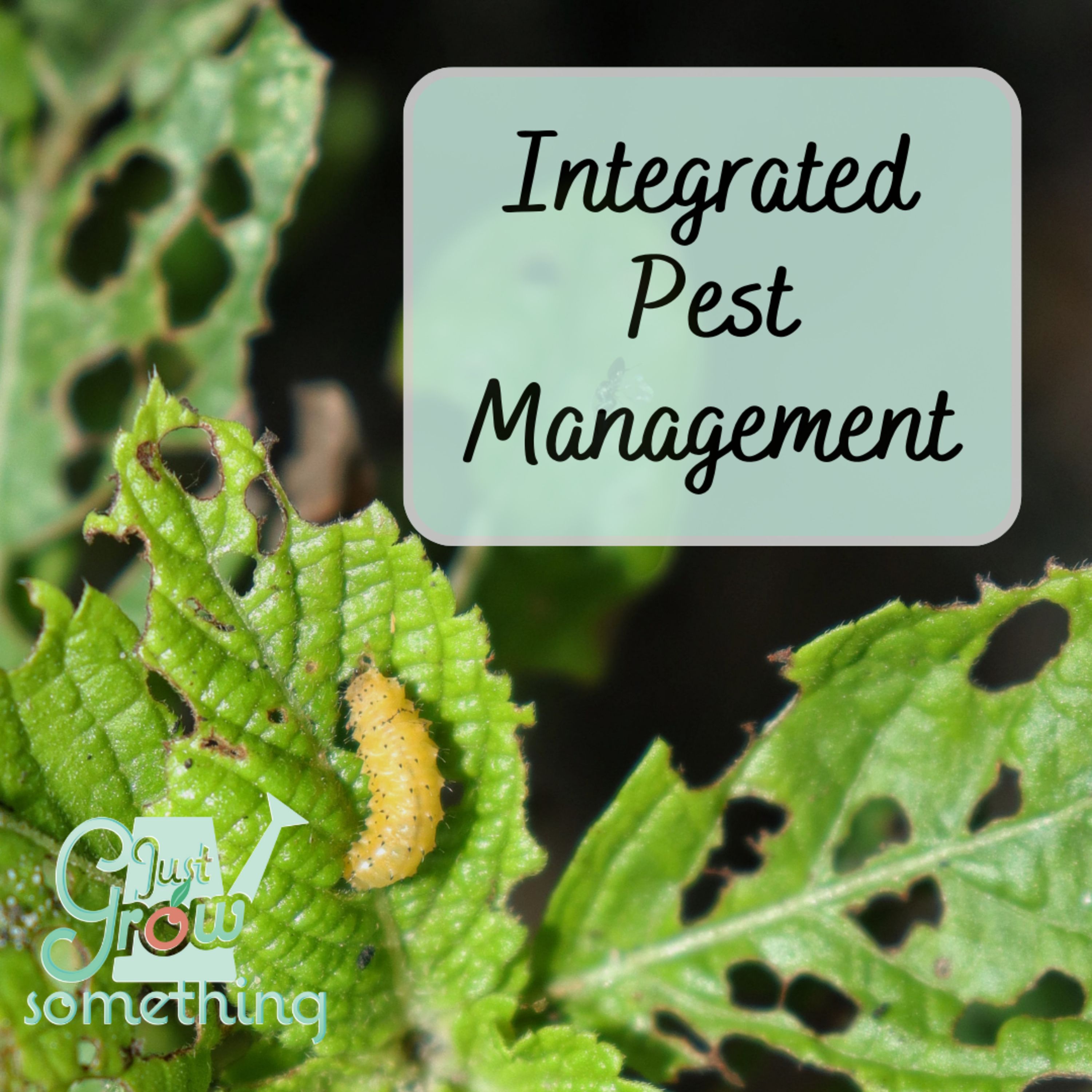 Integrated Pest Management in the Home Garden - Ep. 228