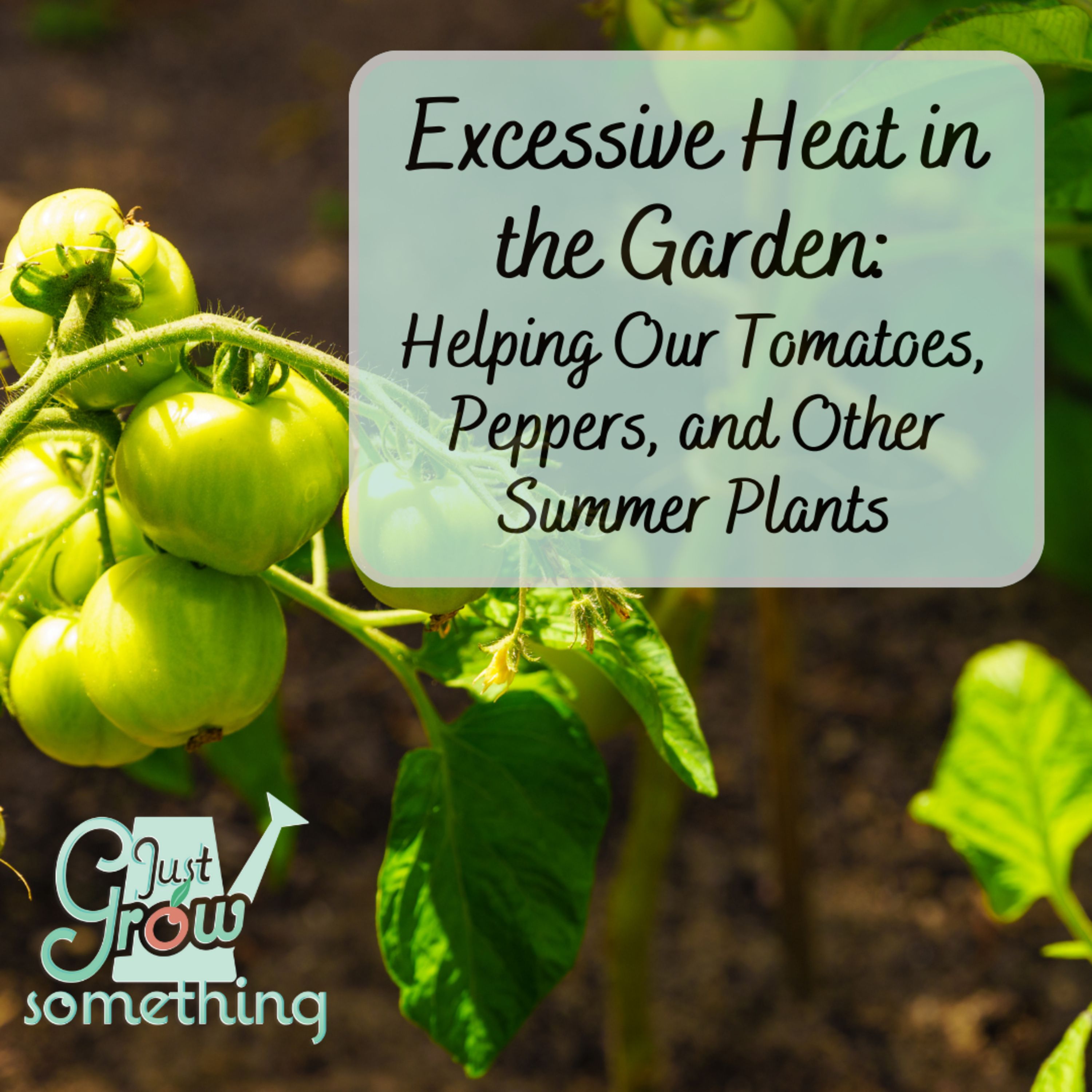 Excessive Heat in the Garden: Helping Our Tomatoes, Peppers and Other Summer Plants - Focal Point Friday