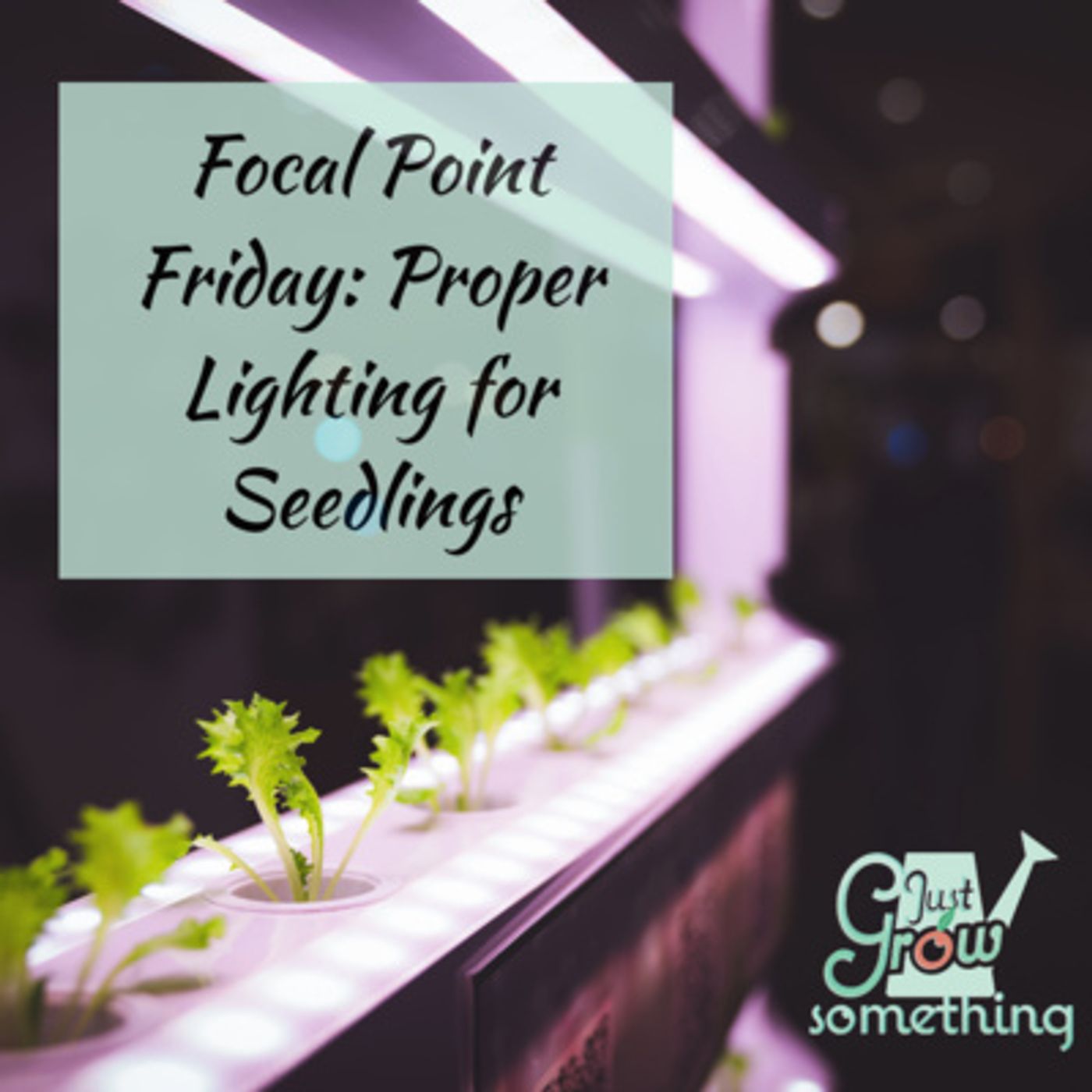 Focal Point Friday: Proper Lighting for Seedlings