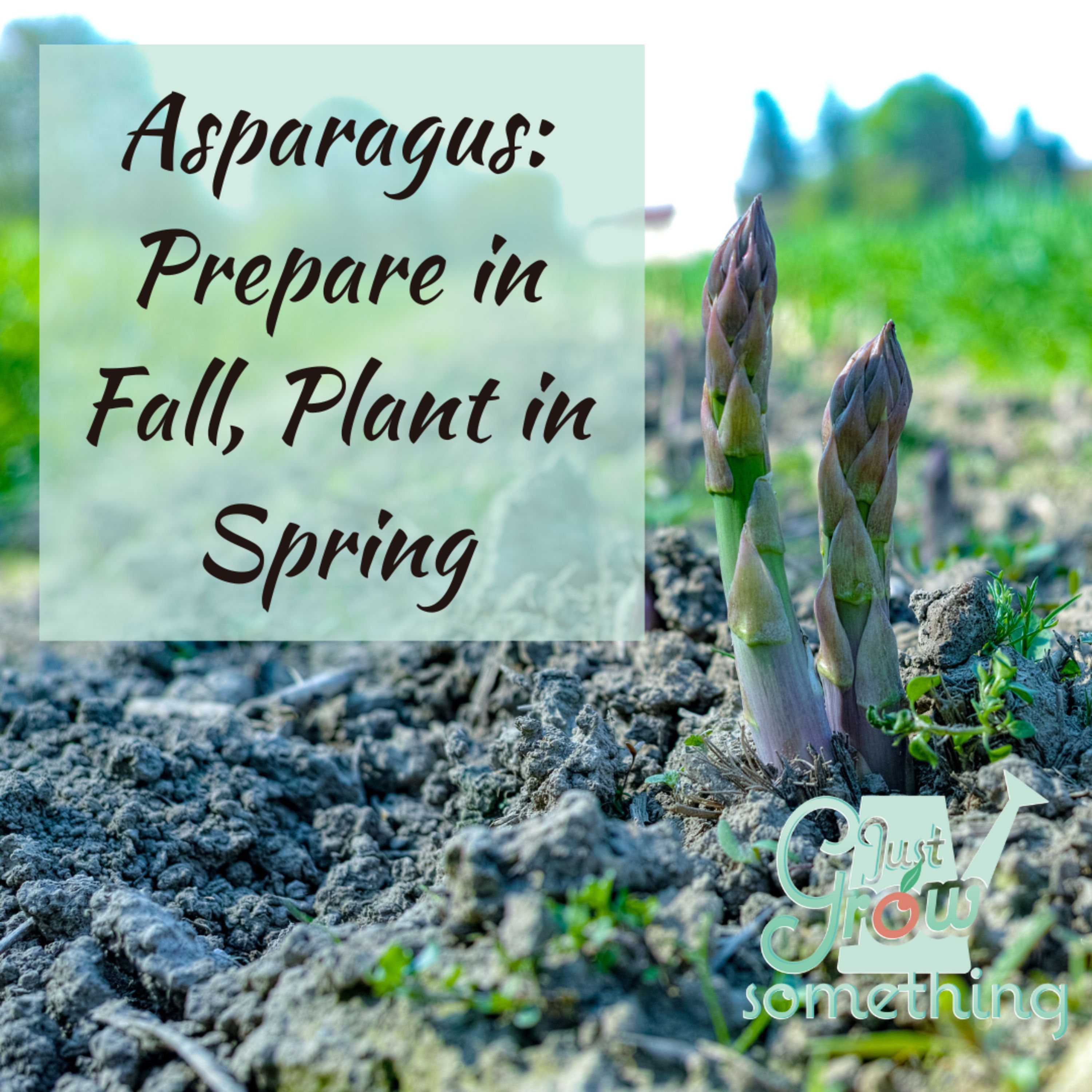 Ep. 116 - Asparagus: Prepare in Fall, Plant in Spring