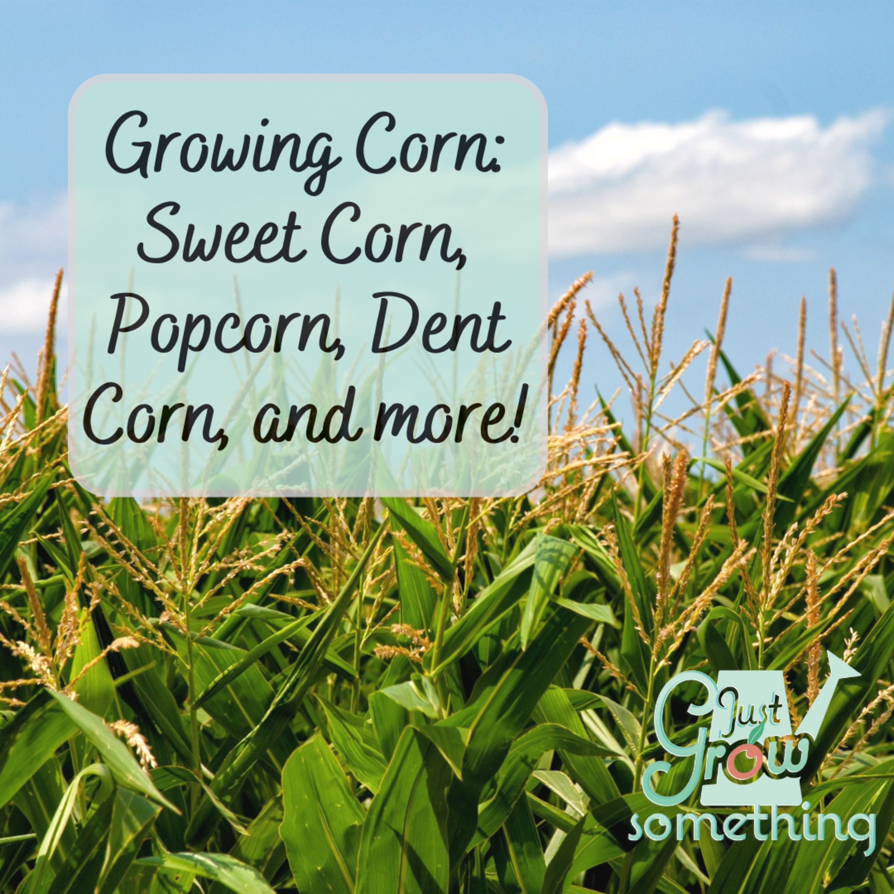 Ep. 143 - Growing Corn: Sweet Corn, Popcorn, Dent Corn and more