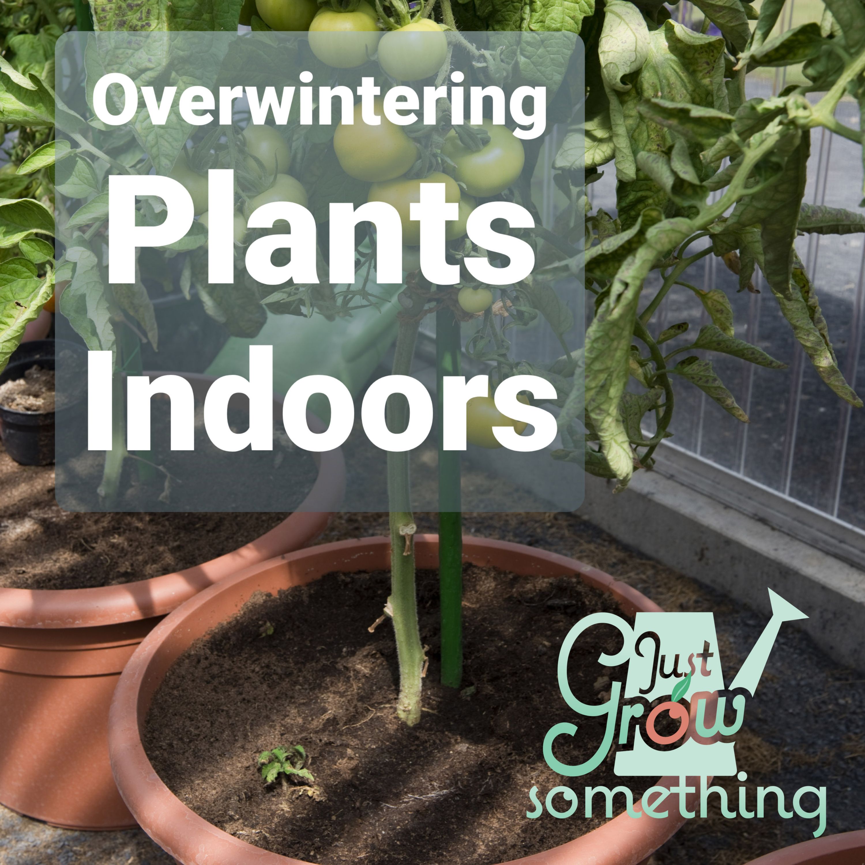 Ep. 65 - Overwintering Plants Indoors: Production or Dormancy?