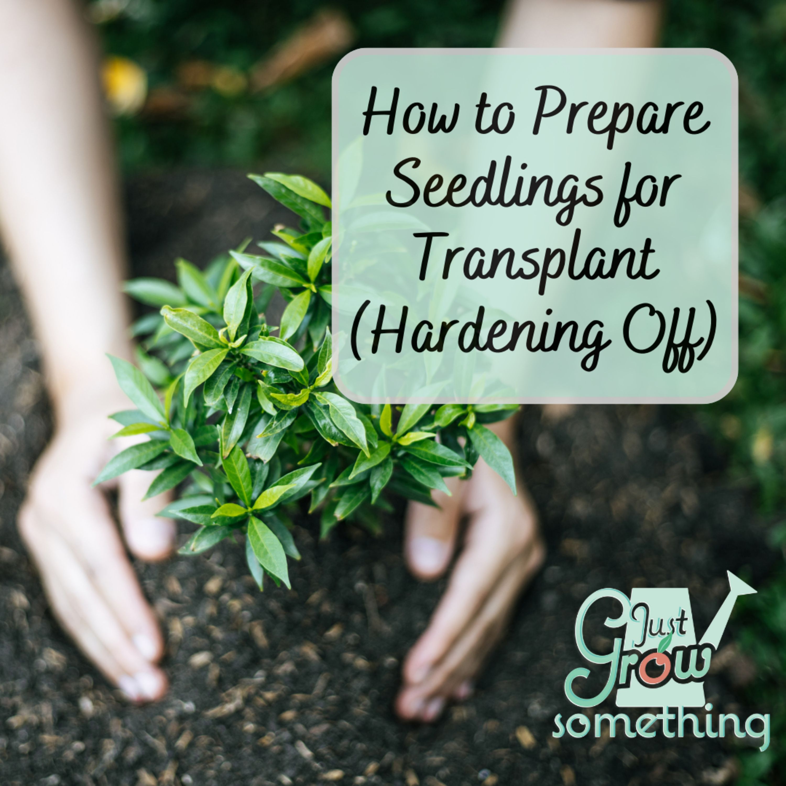 How to Prepare Seedlings for Transplant into the Garden - Ep. 243