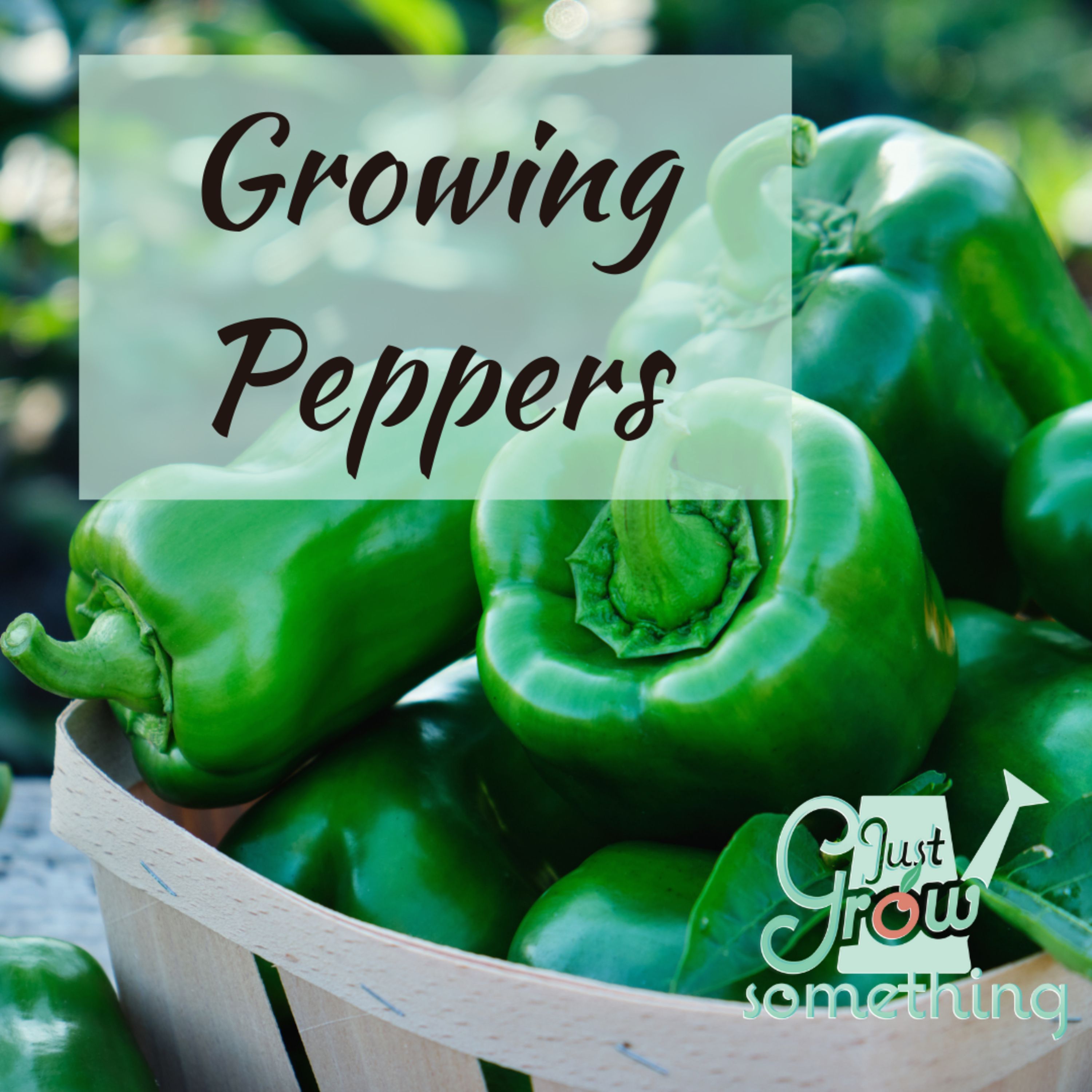 Ep. 89 - Growing Peppers