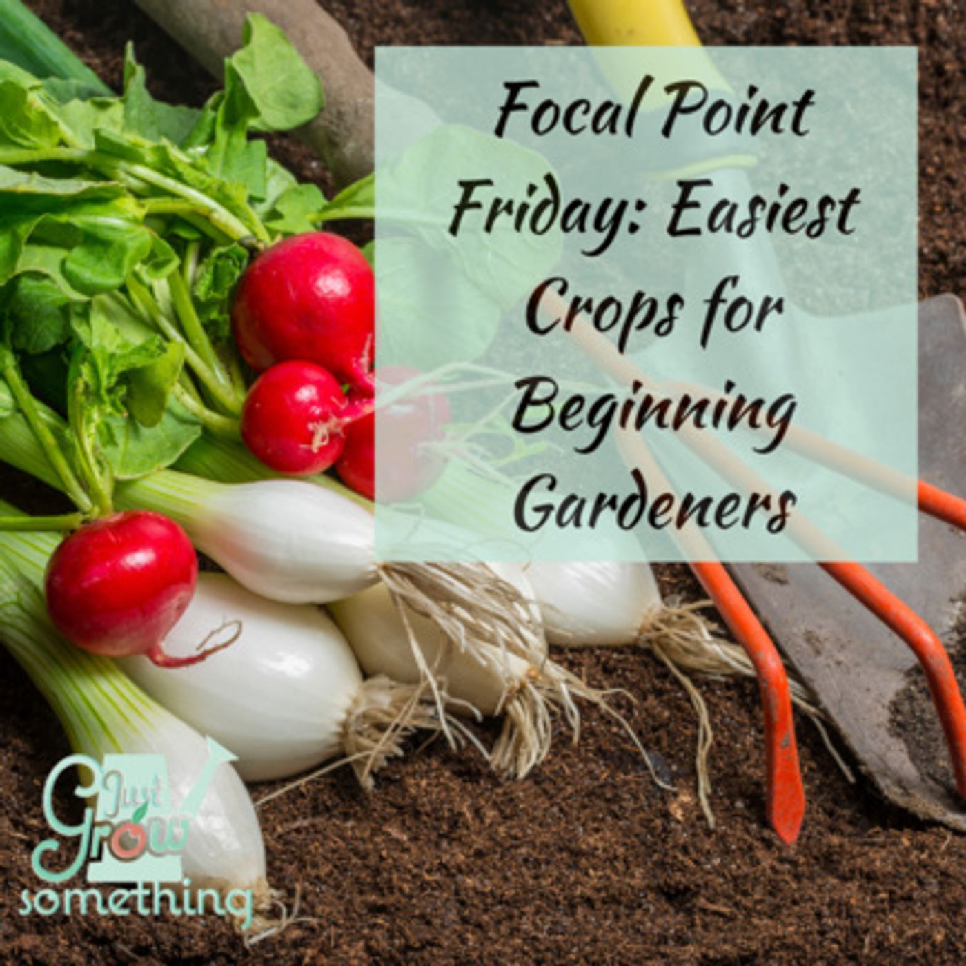 Focal Point Friday: Easiest Crops for Beginning Gardeners