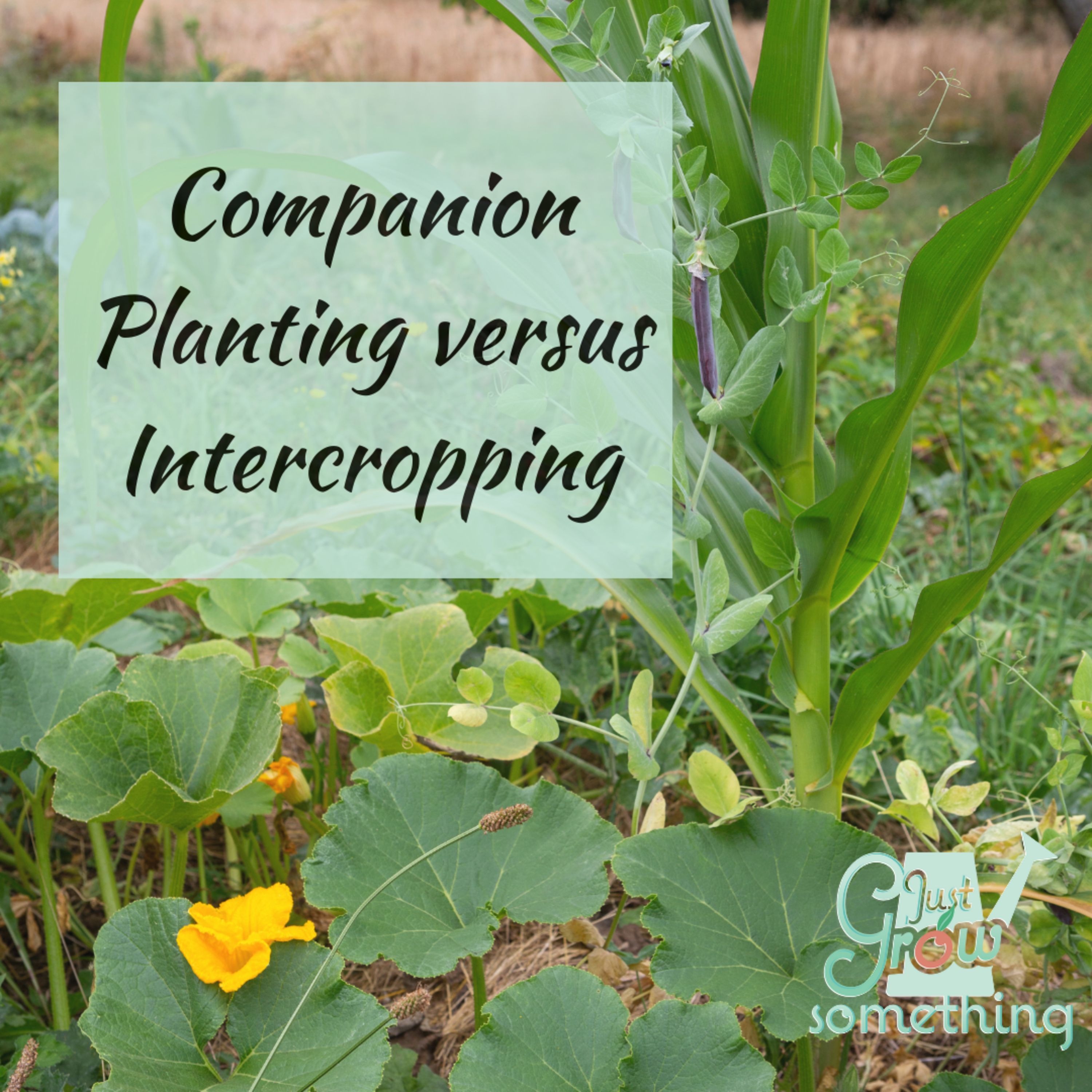 Ep. 130 - Companion Planting and Intercropping: Gaining space in the garden, repelling insects, and other benefits