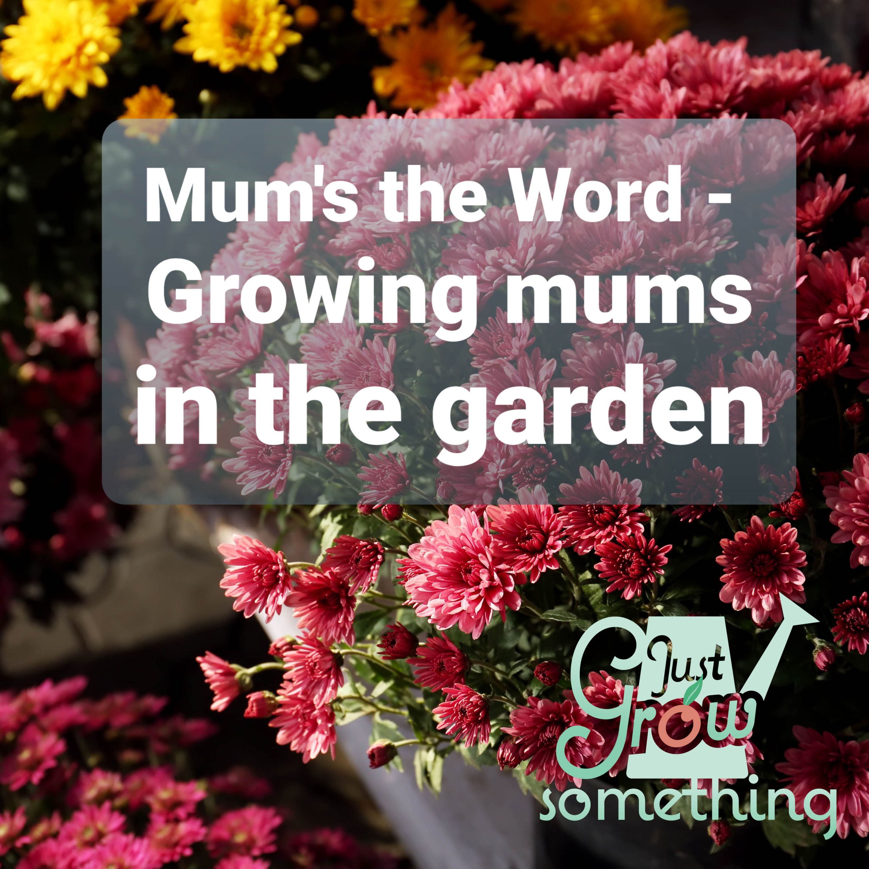 Ep. 58 - Mum's the Word: Growing mums in the garden.