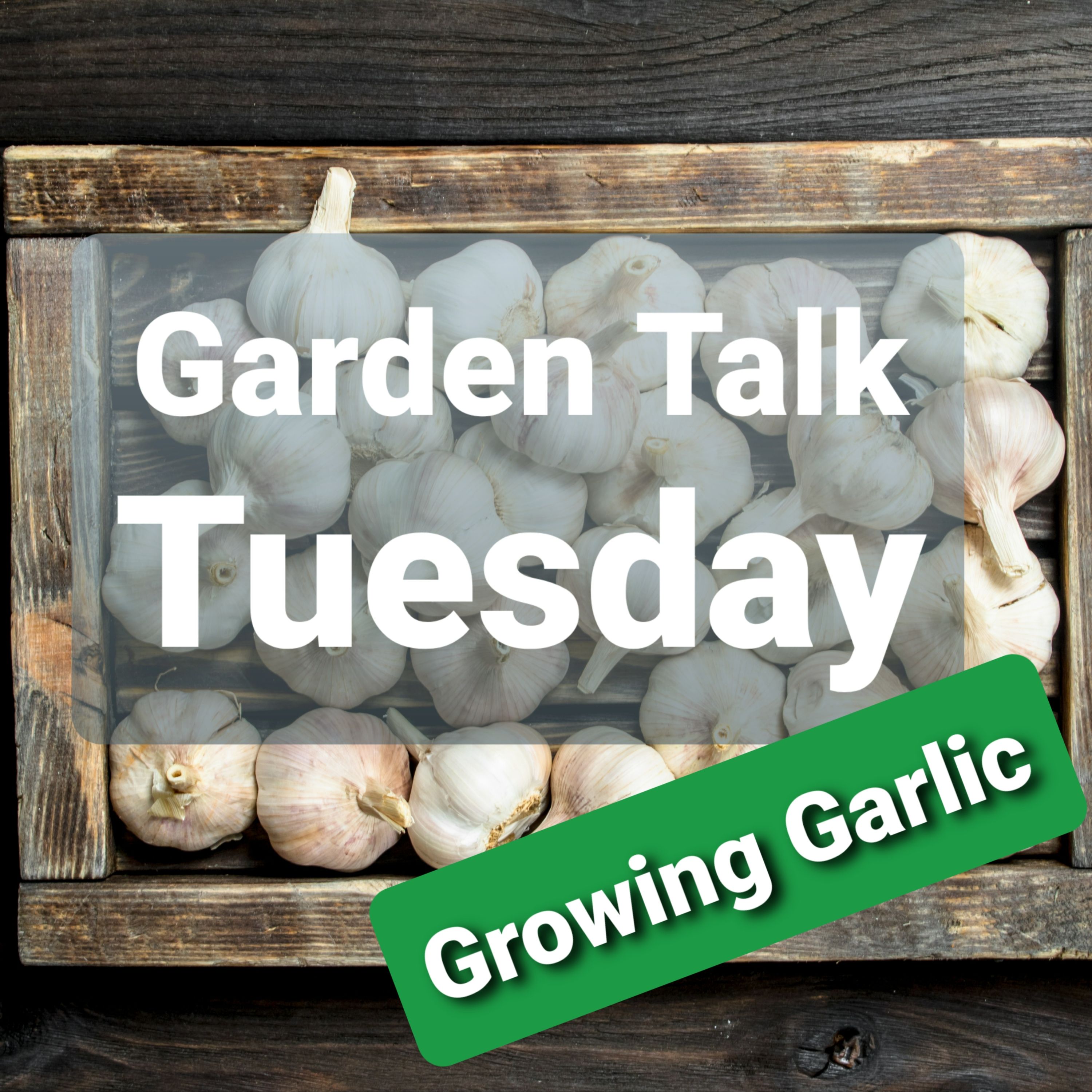Ep. 40 - Growing Garlic