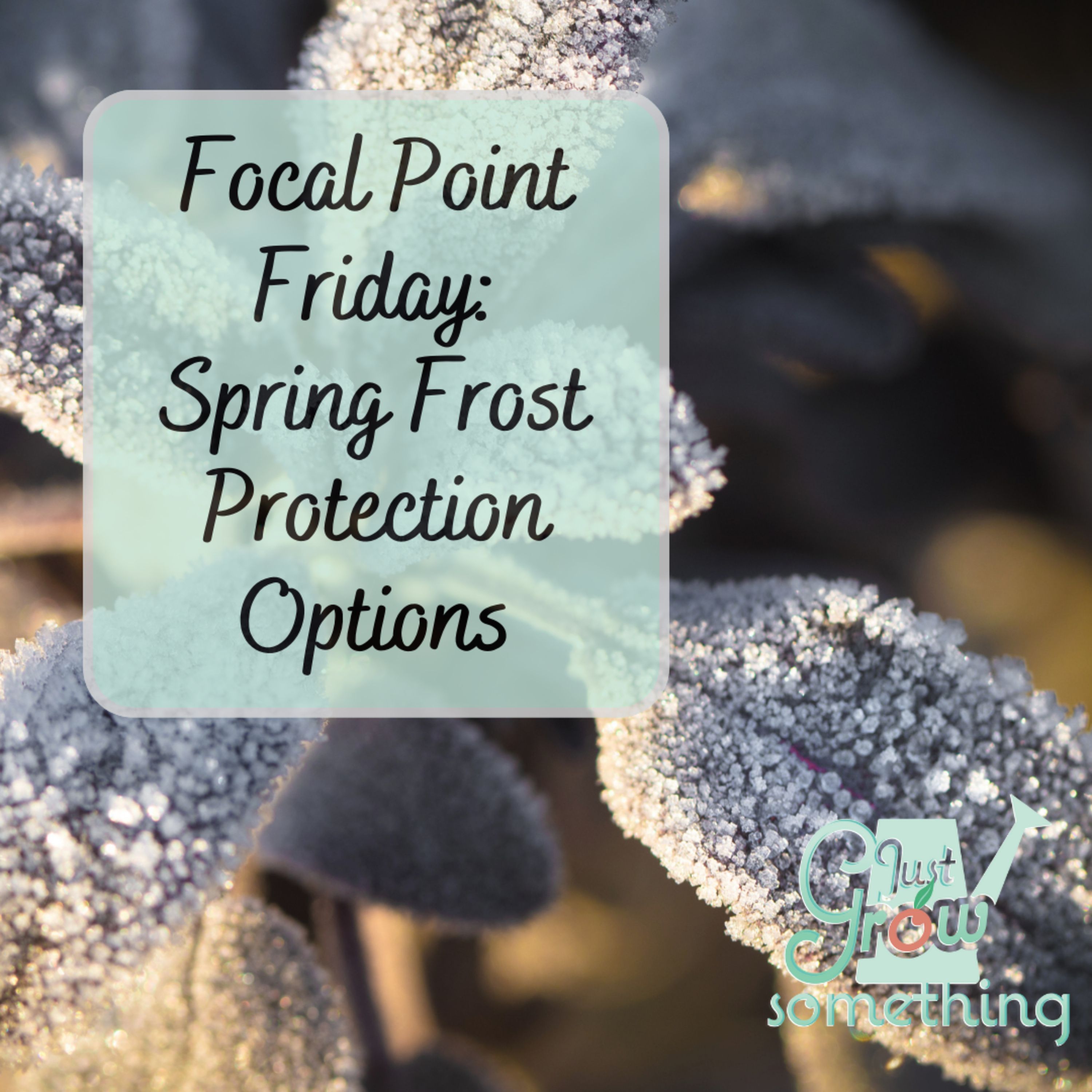 Focal Point Friday: Spring Frost Protection Options