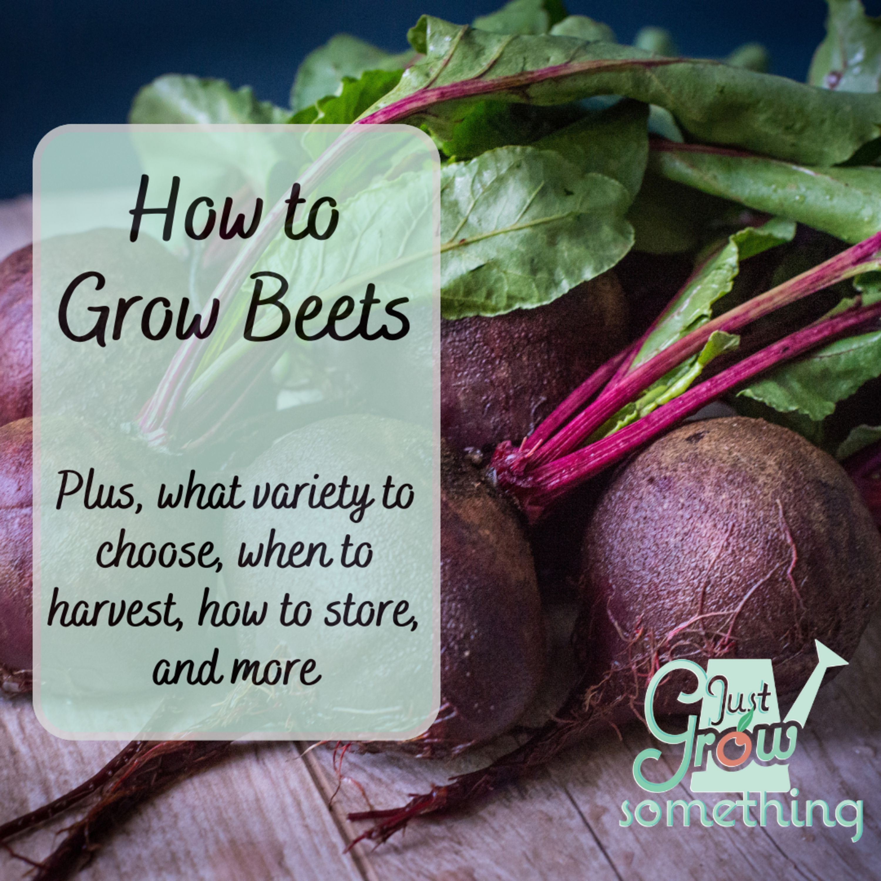 How to Grow Beets - Ep. 213