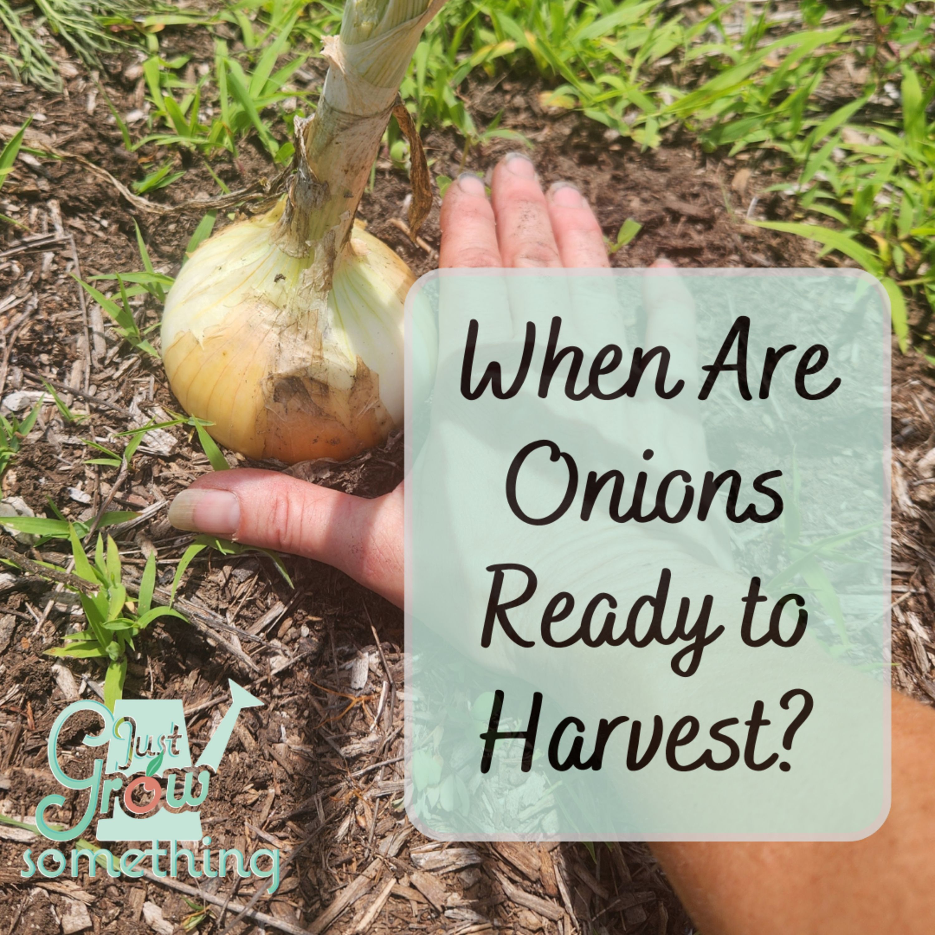 When Are Onions Ready to Harvest? - Ep. 203