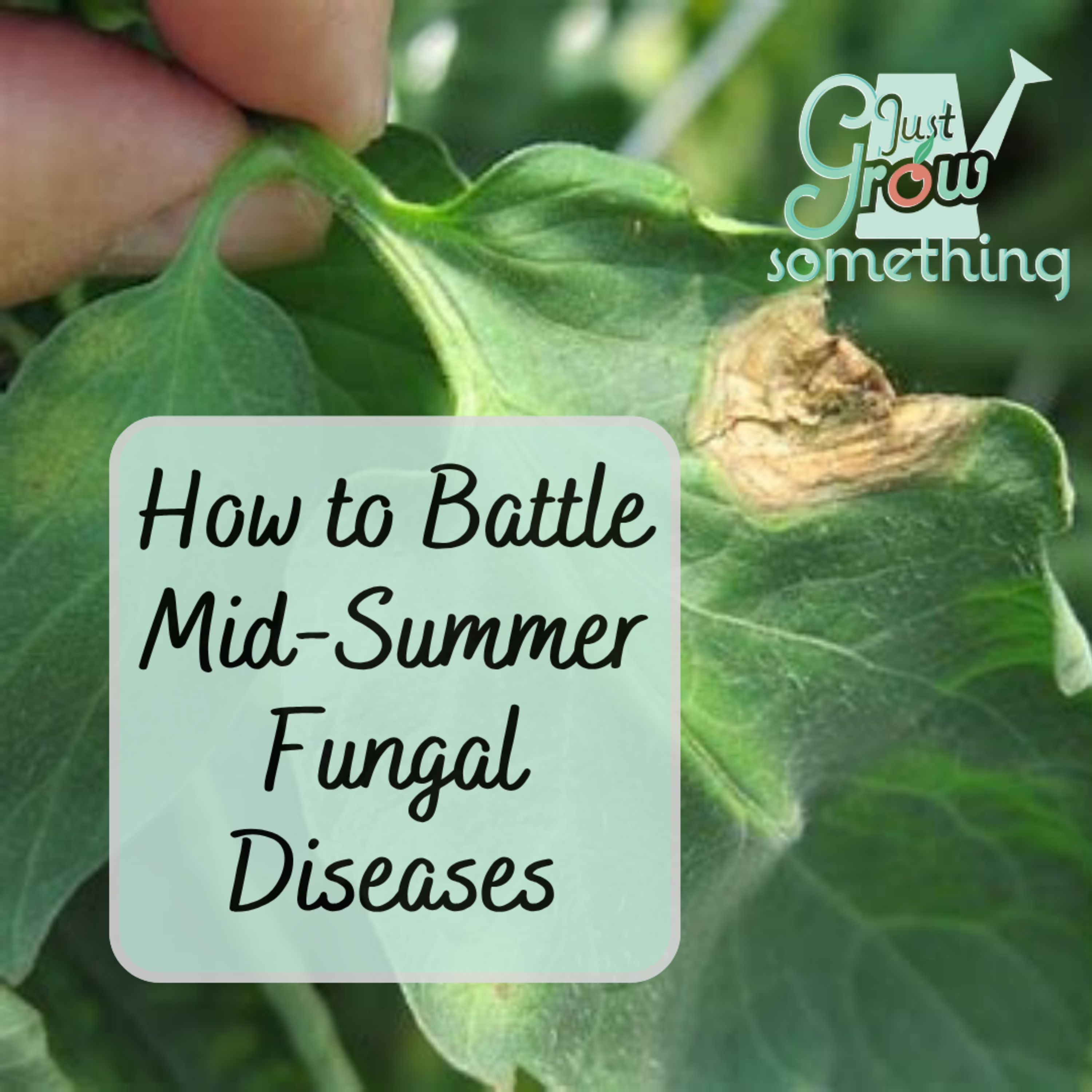 How to Tackle Mid-Summer Fungal Diseases - Ep. 261