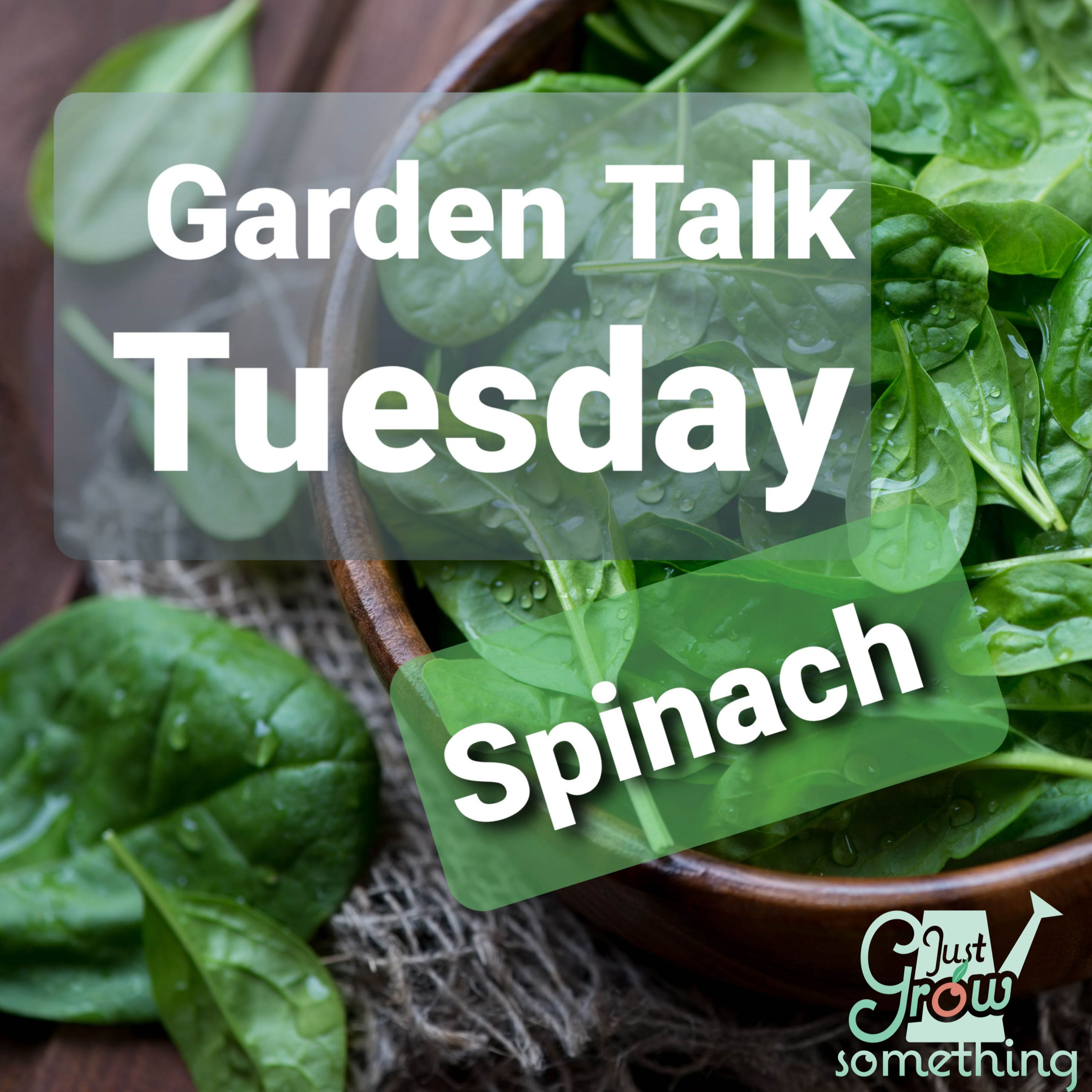 Ep. 46 - Growing Spinach