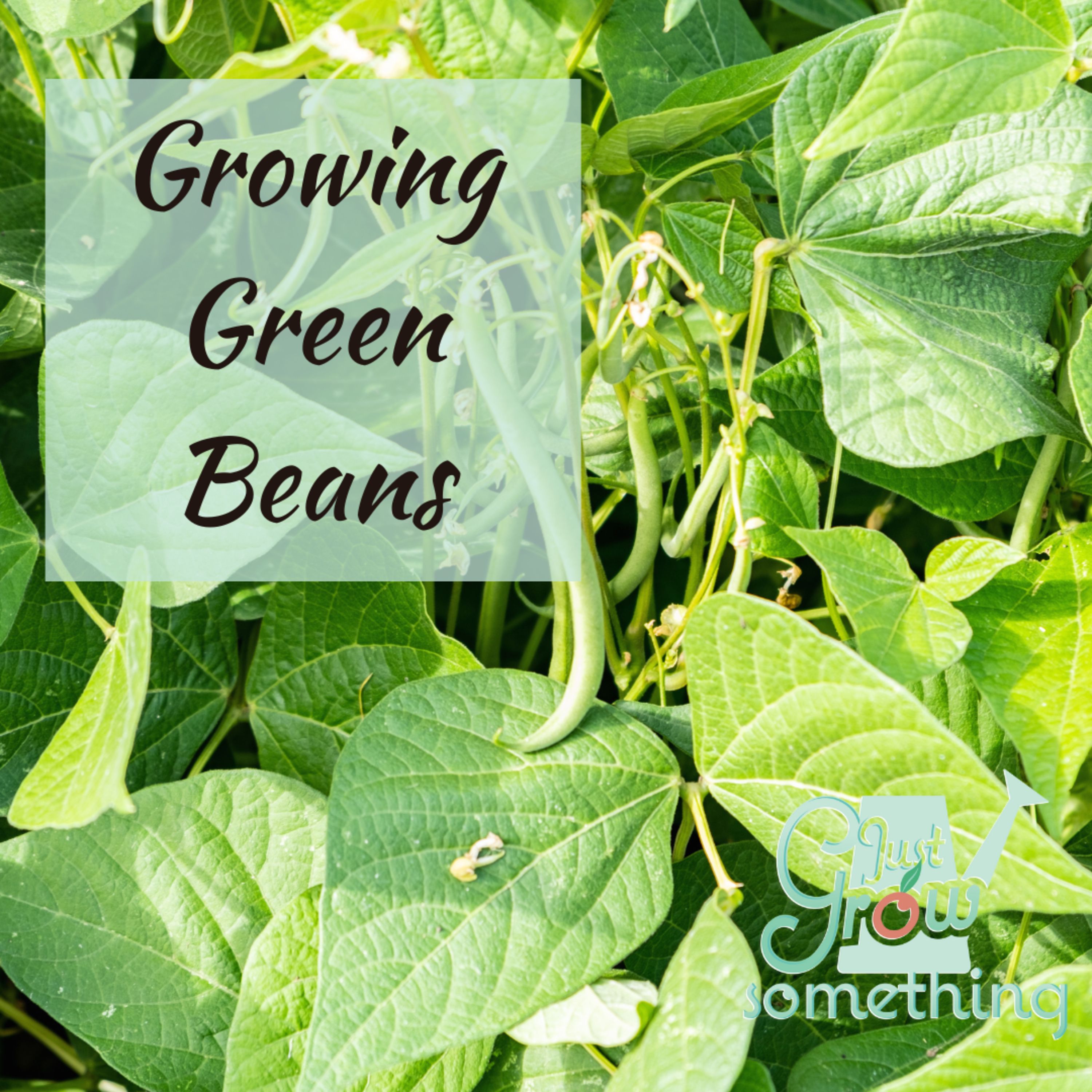Ep. 96 - Growing Green Beans