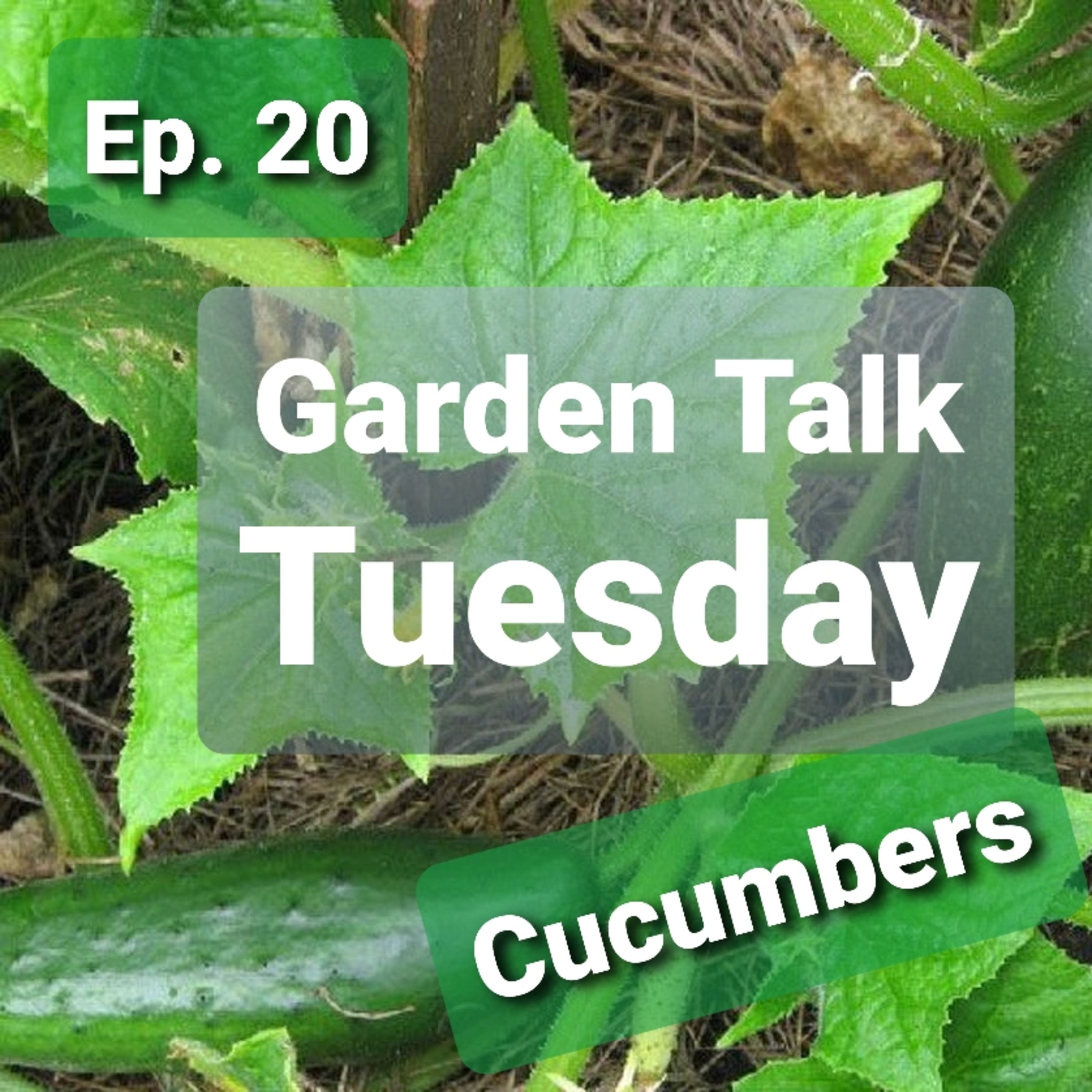 Ep. 20 - Garden Talk Tuesday: Cucumbers