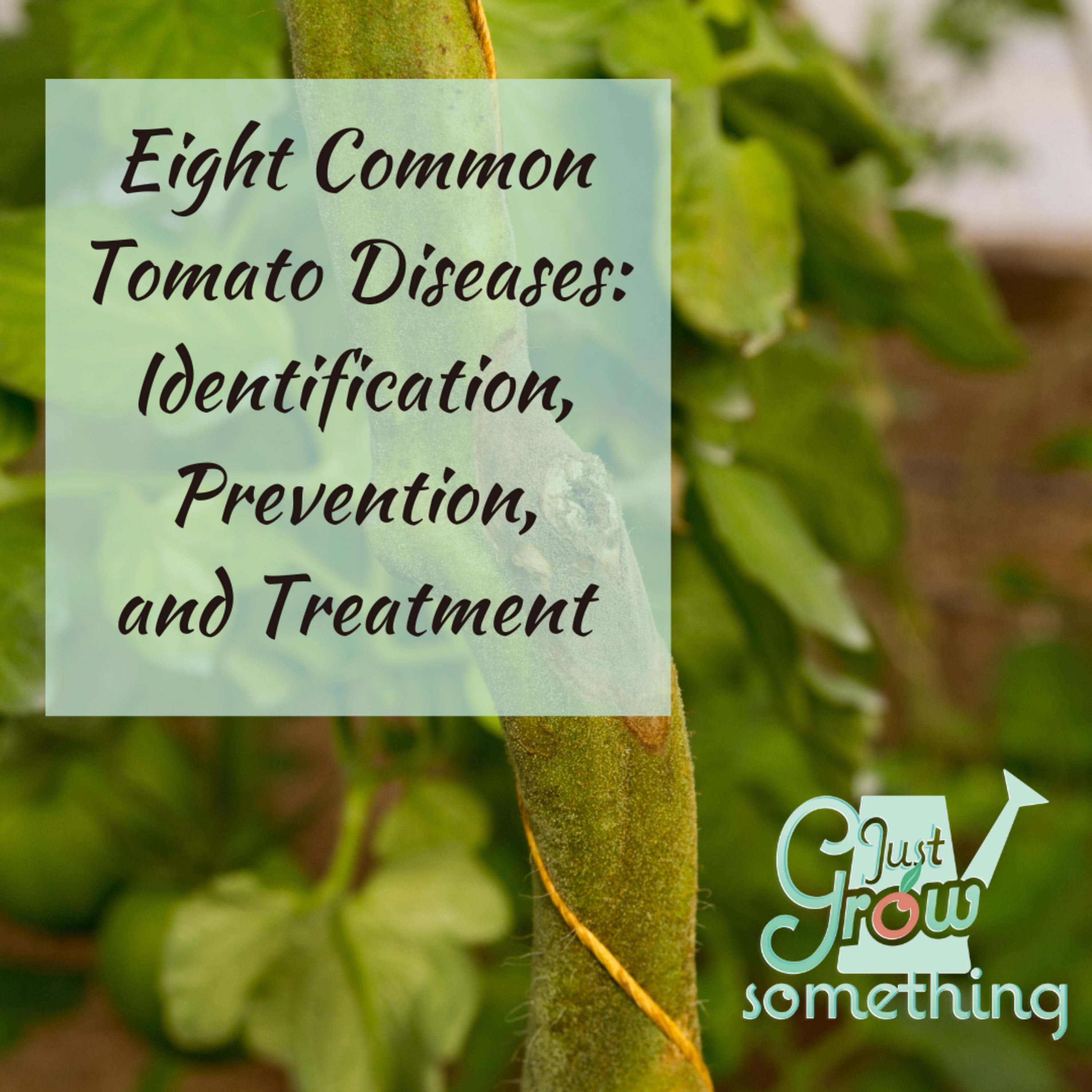 Ep. 99 - Eight Common Tomato Diseases: Identification, Prevention, and Treatment