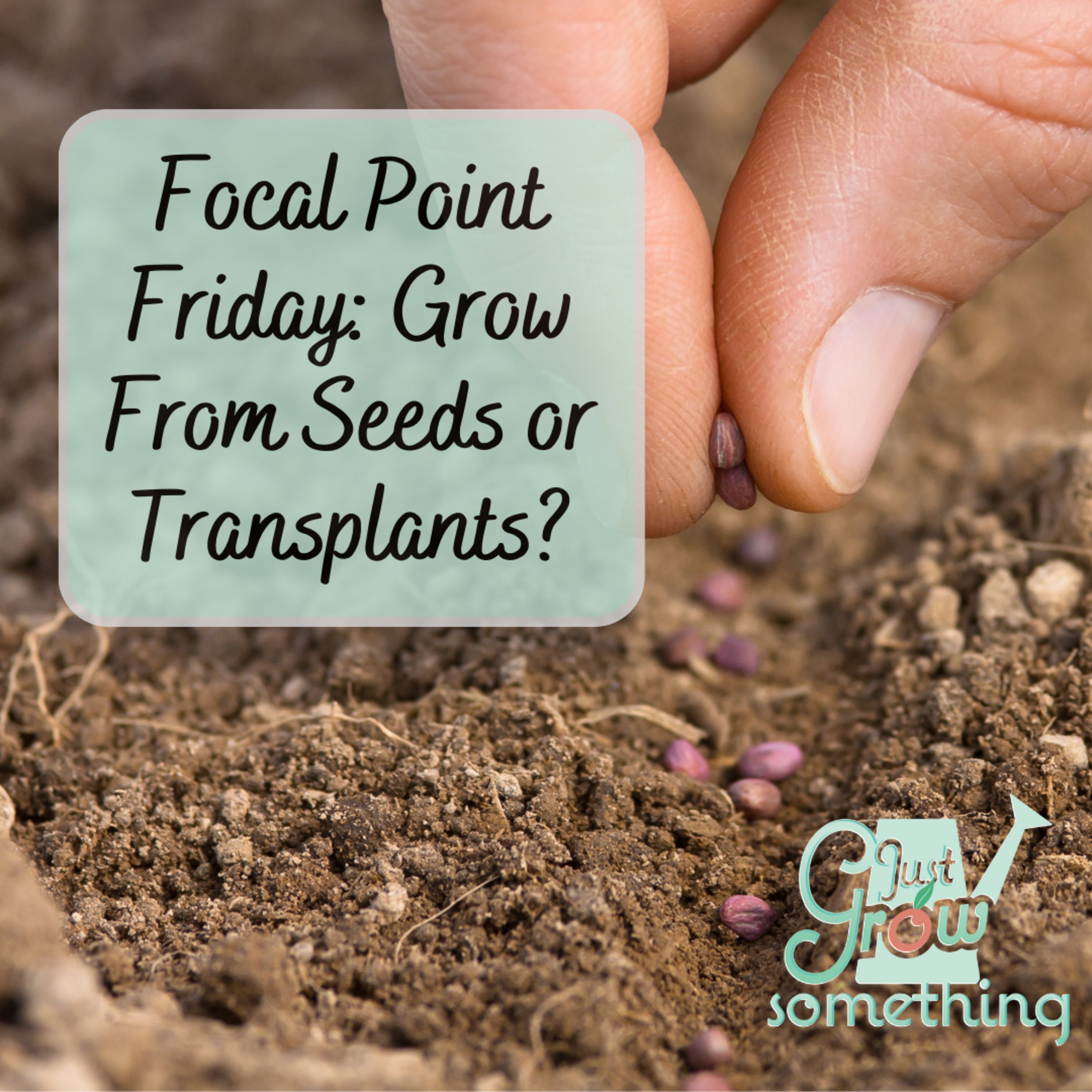 Focal Point Friday: Choosing Whether to Grow From Seed or Transplant