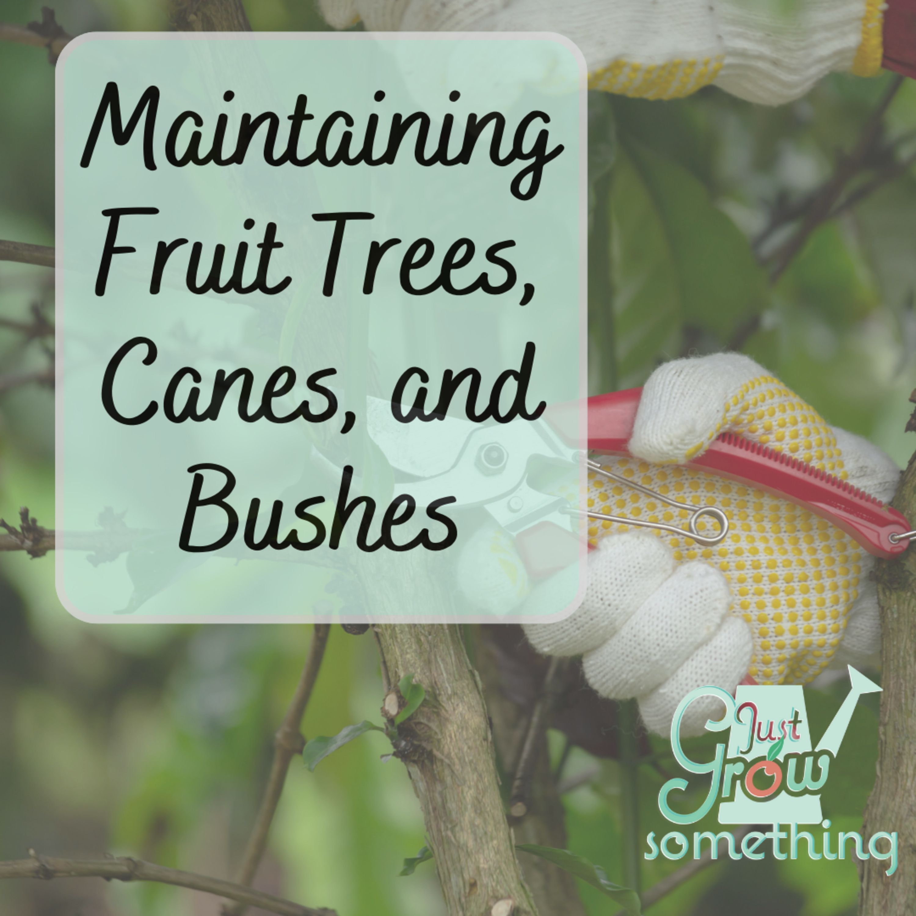 Maintaining Fruit Trees, Bushes, and Canes - Ep. 187