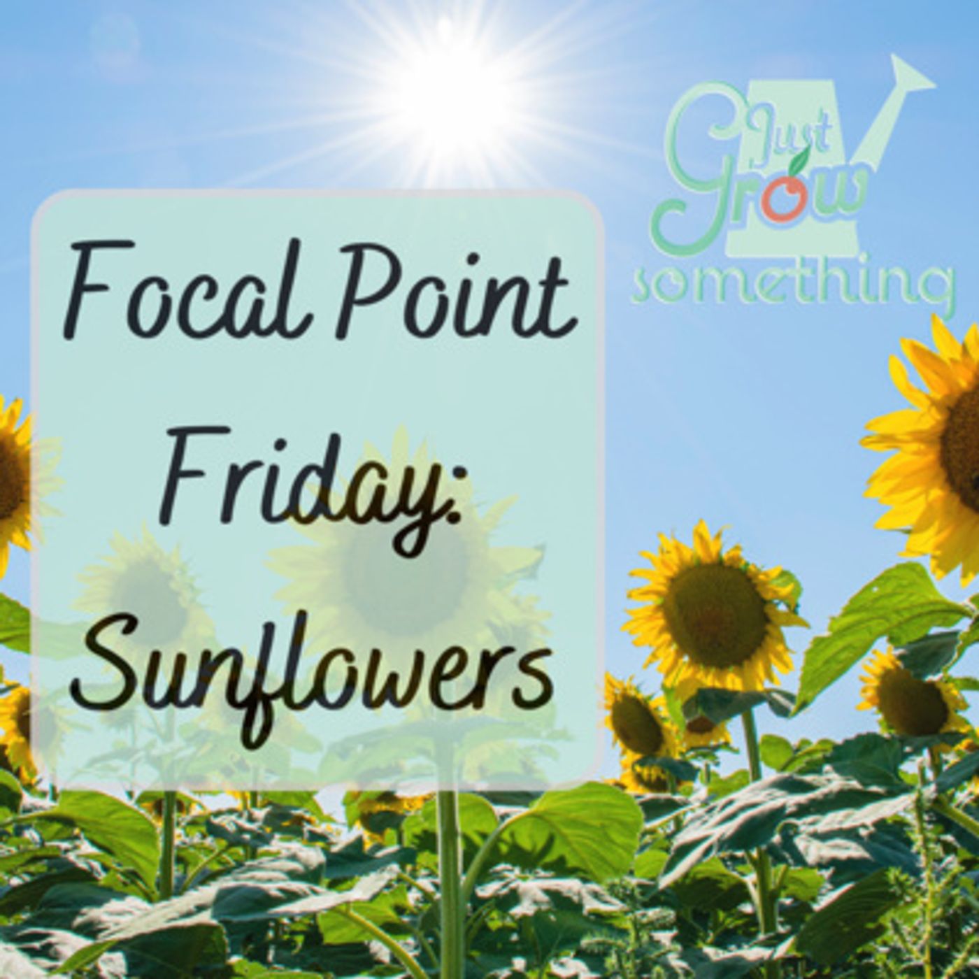 Focal Point Friday: Are Sunflowers Good or Bad for the Garden?
