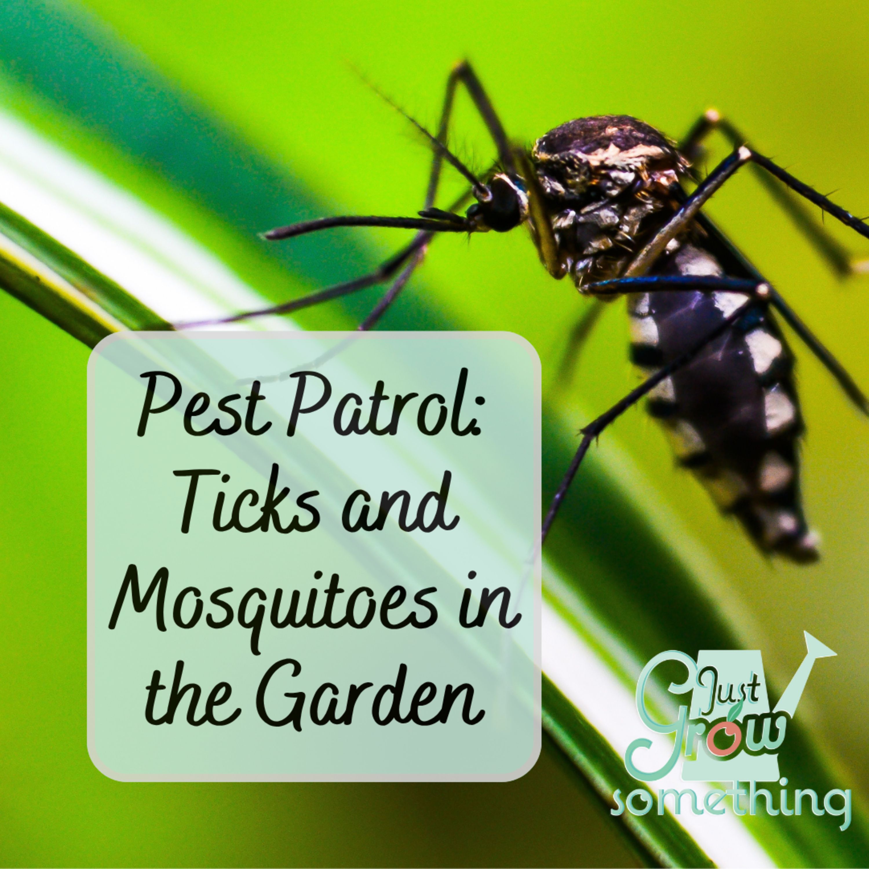 Pest Patrol: Mosquitoes and Ticks in the Garden - Ep. 253