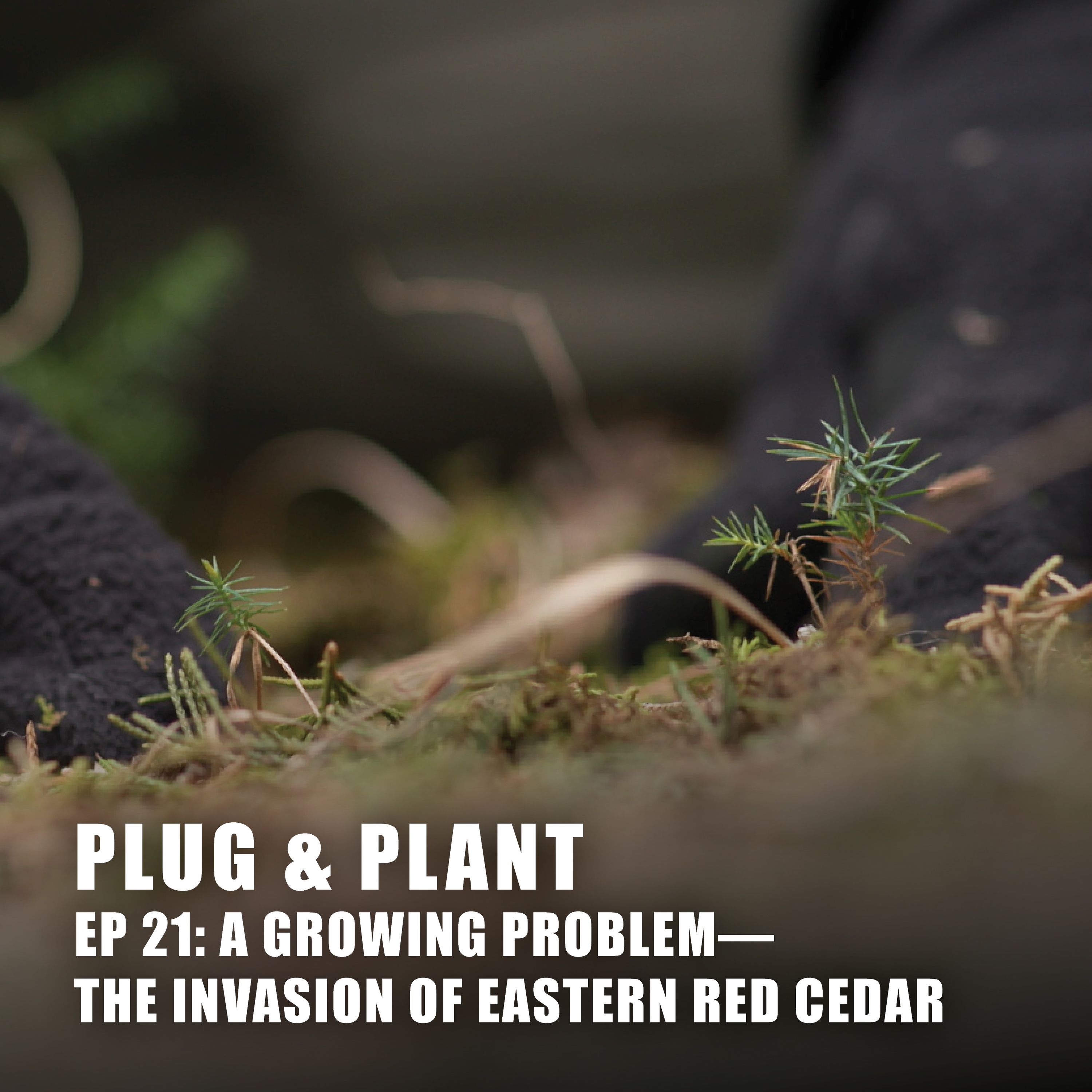 21 A Growing Problem: The Invasion of Eastern Red Cedar