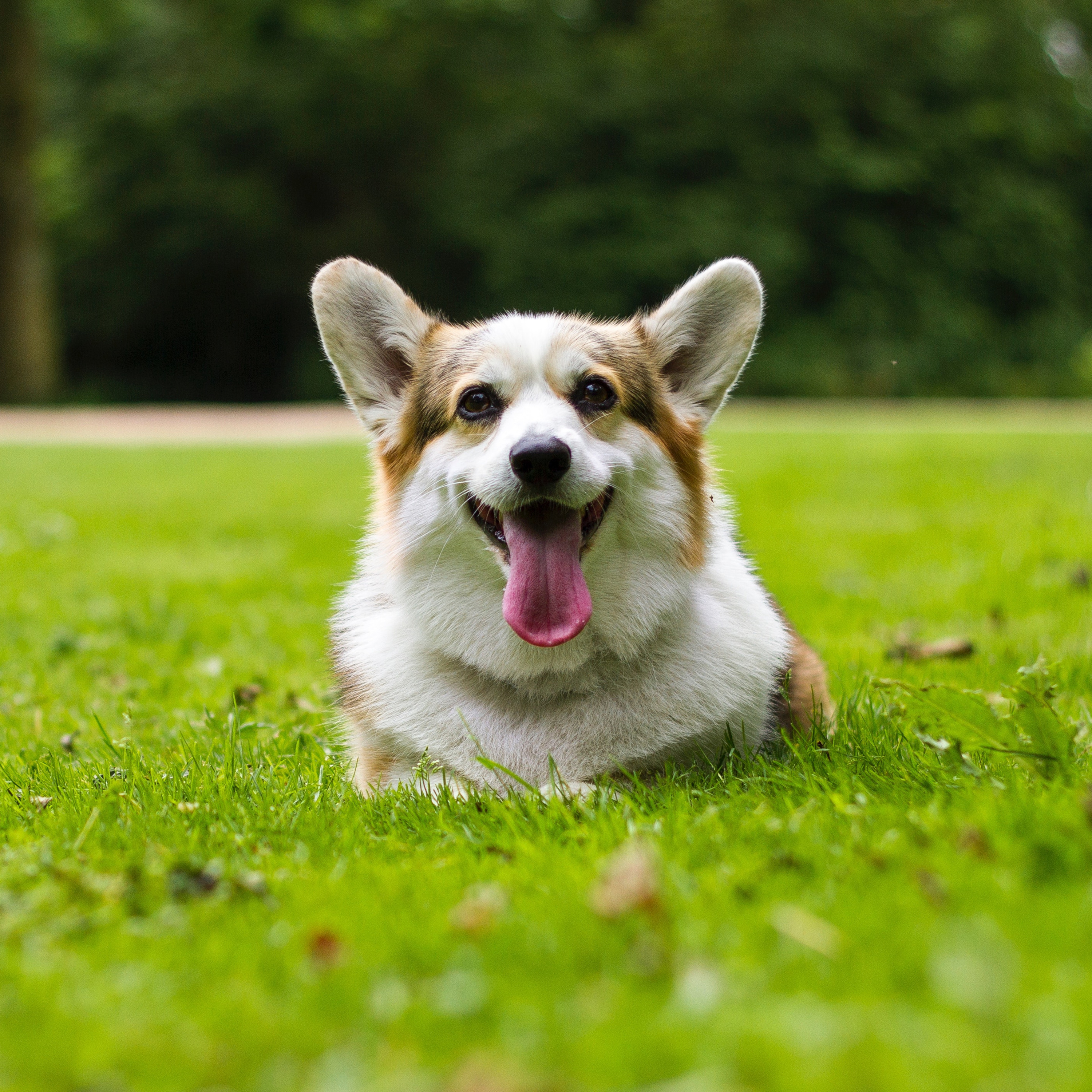 Molly the Corgi