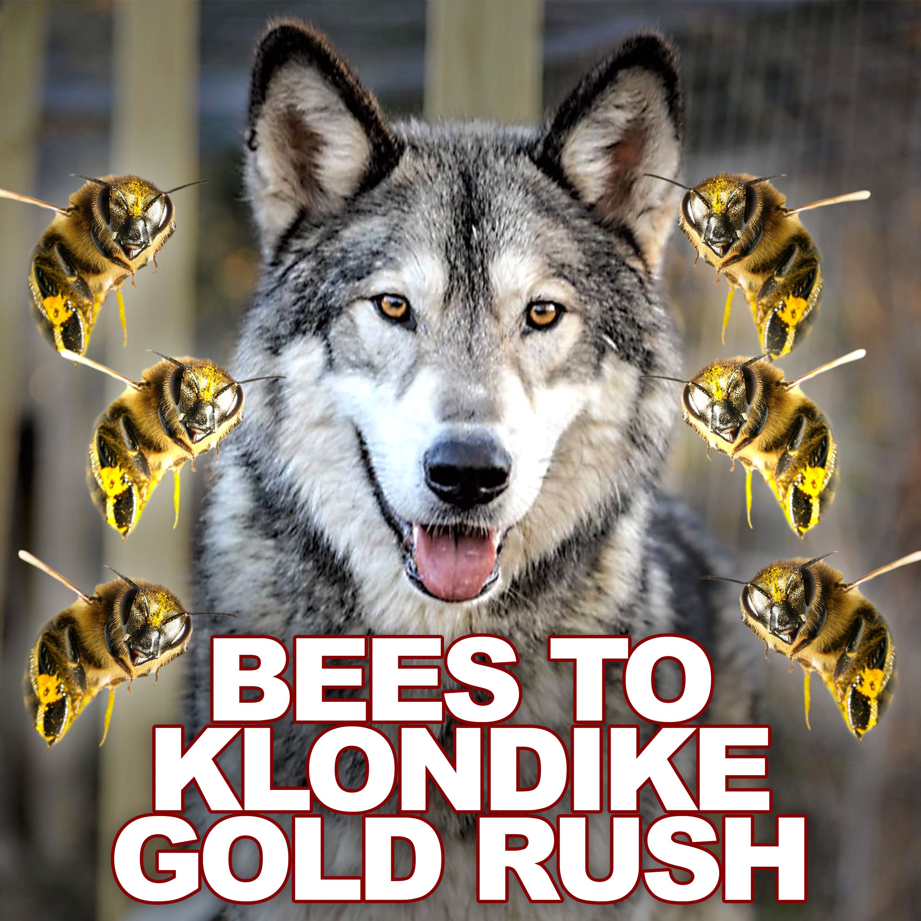 Bees to the Klondike Goldrush