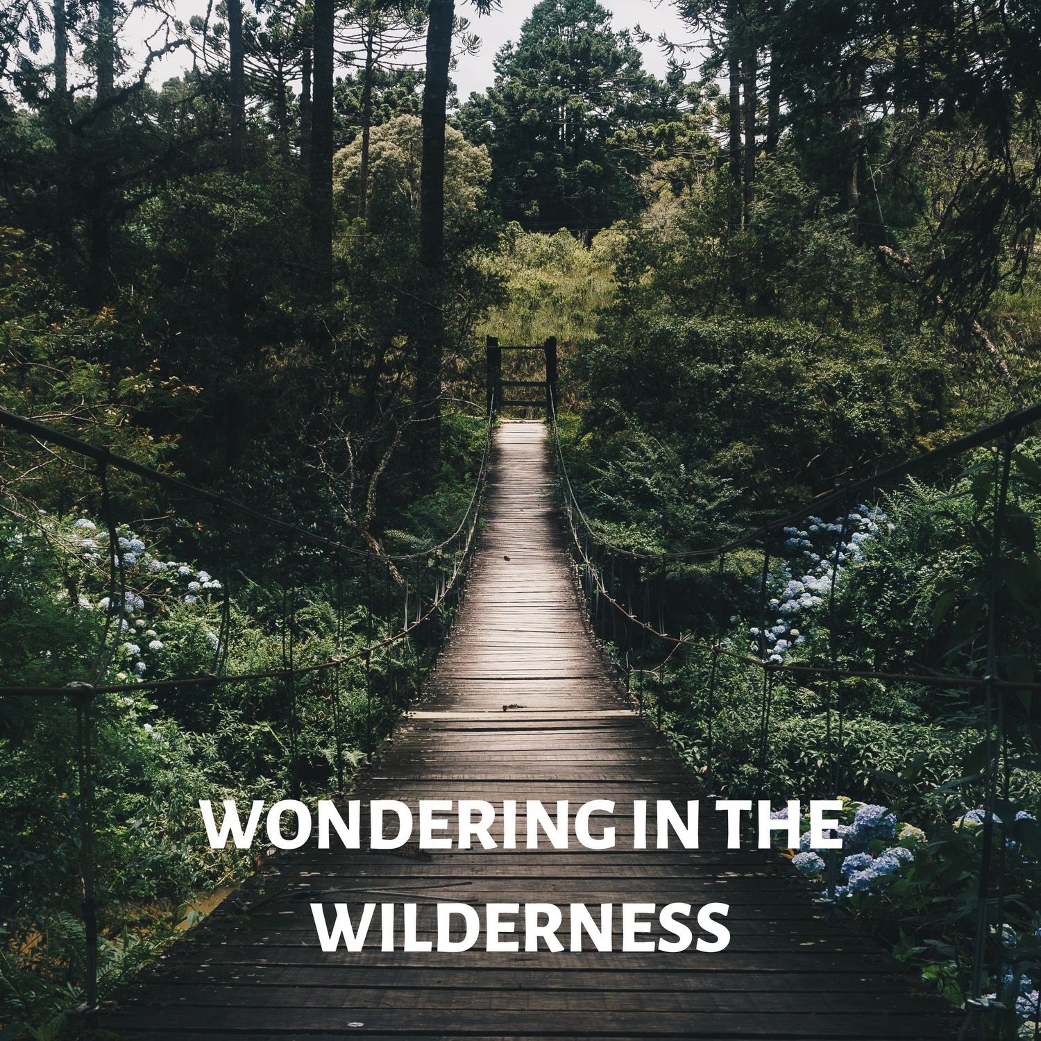 Wondering In The Wilderness (Gassaway, WV)