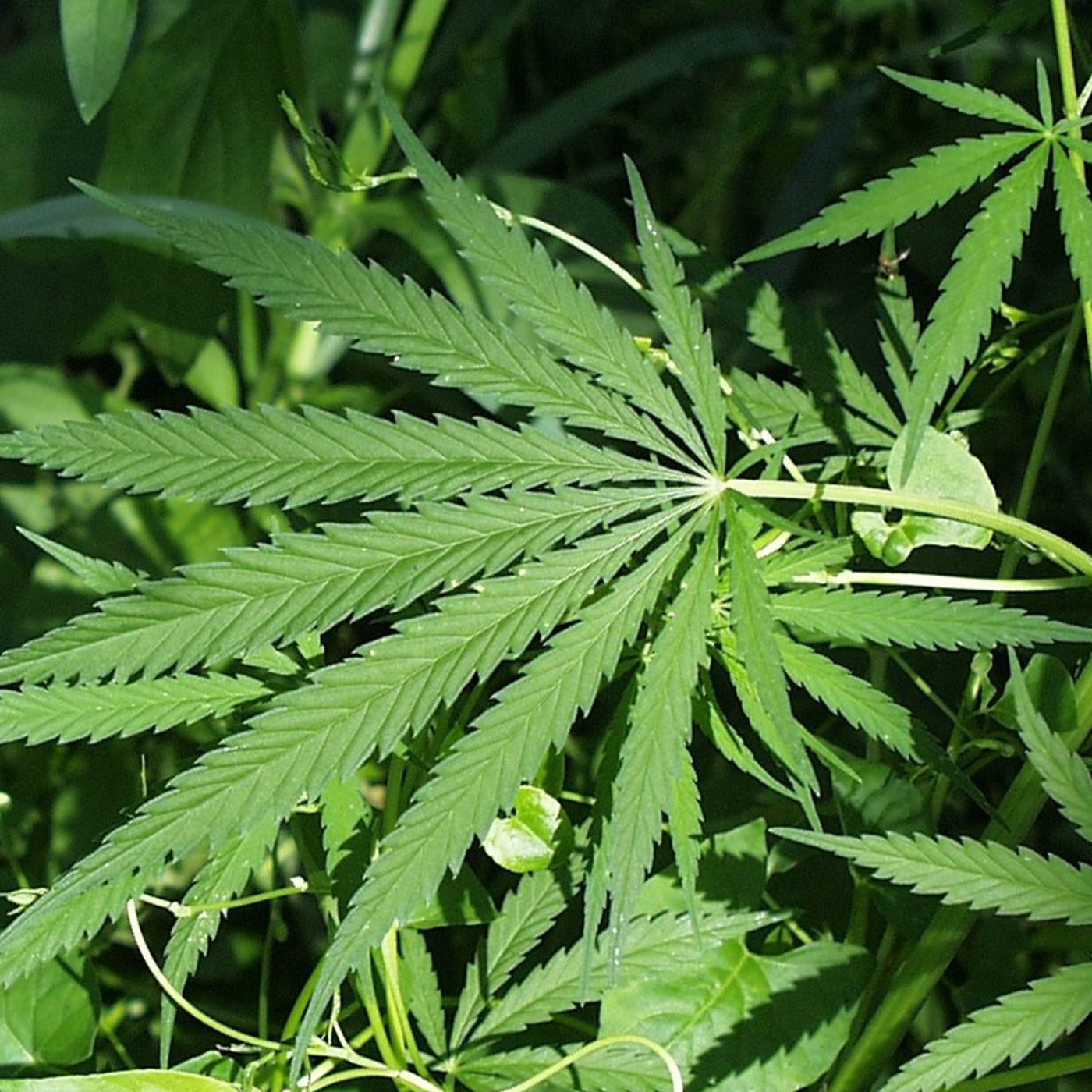 Buenos Días América