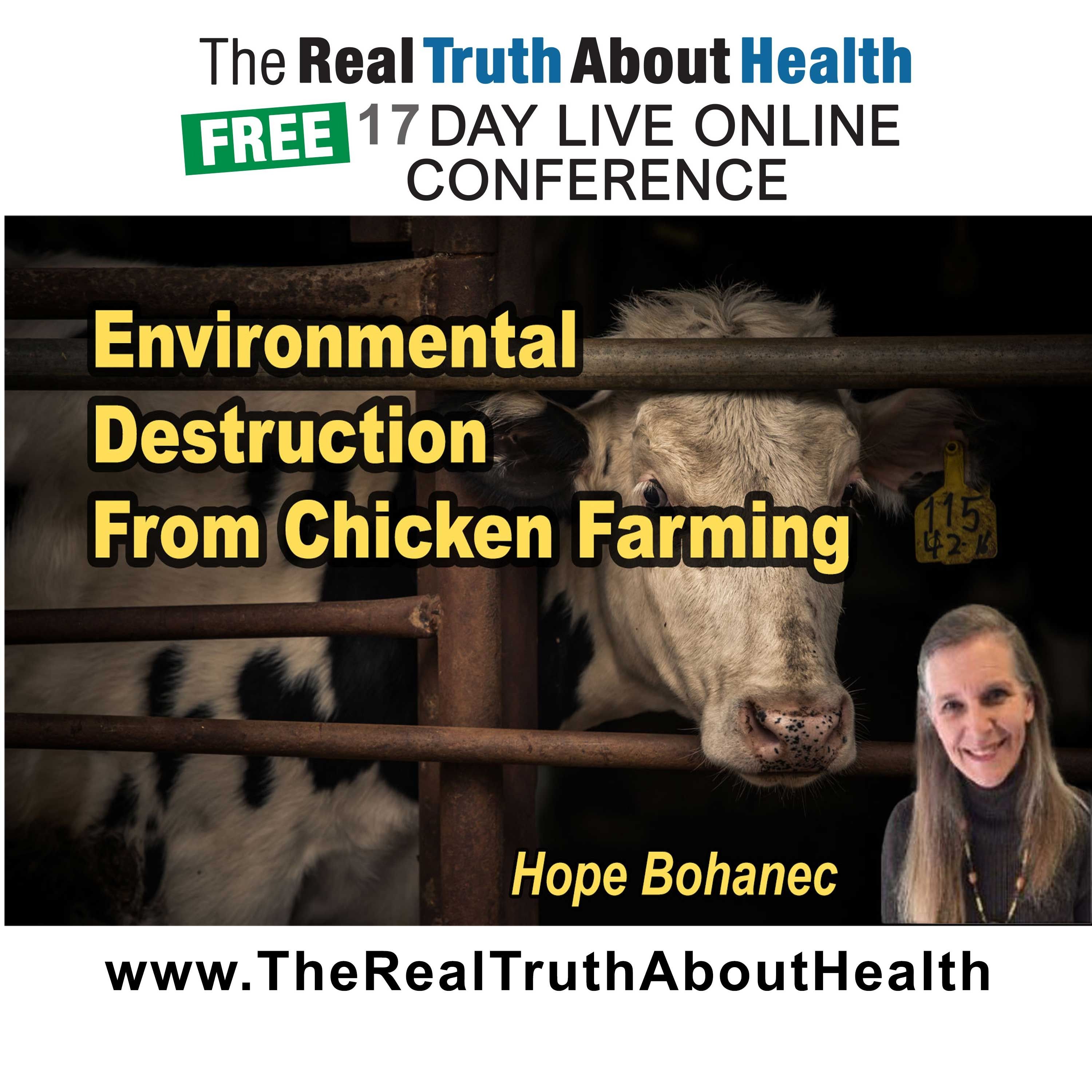 Environmental destruction from chicken farming
