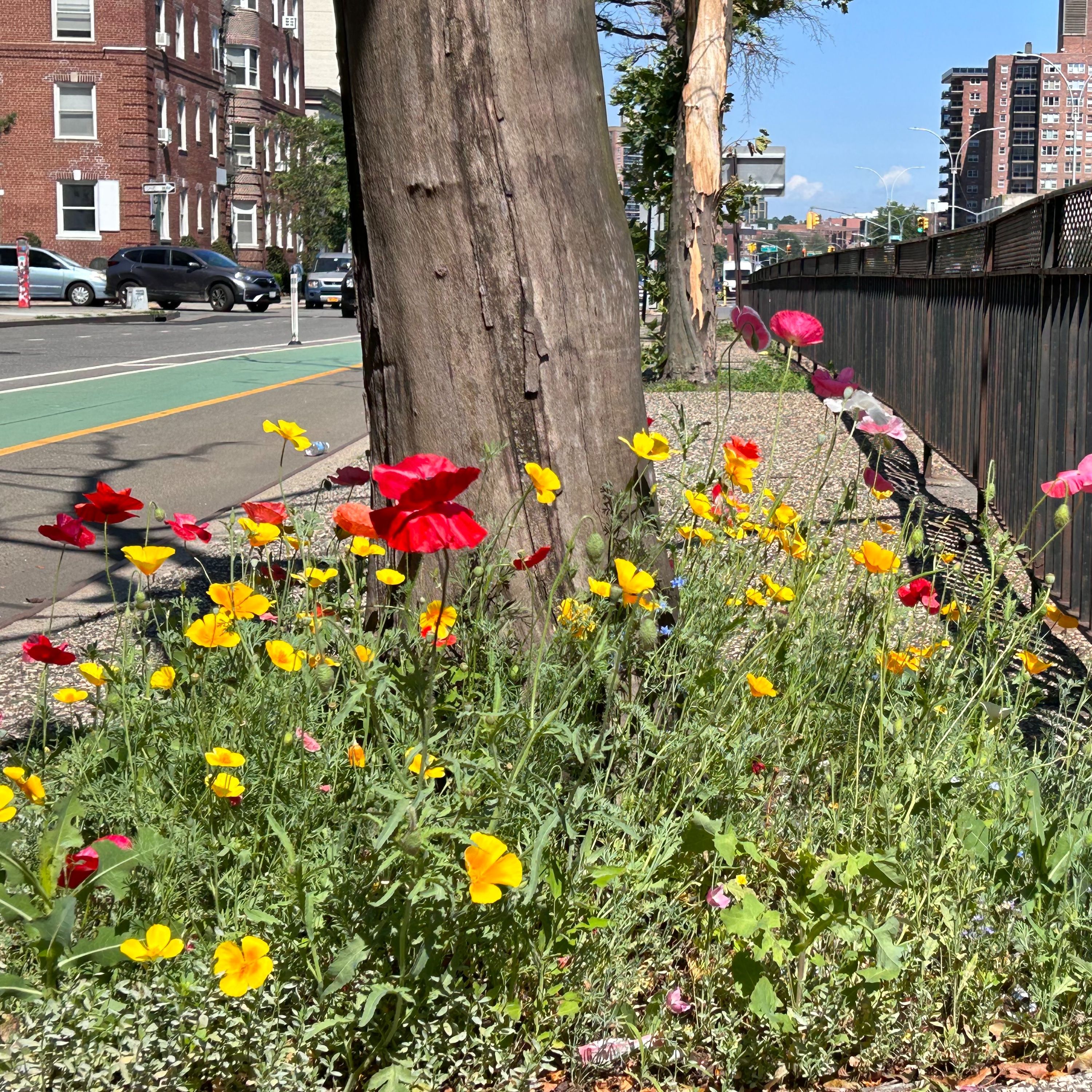 Wild NYC - Biodiversity episode artwork