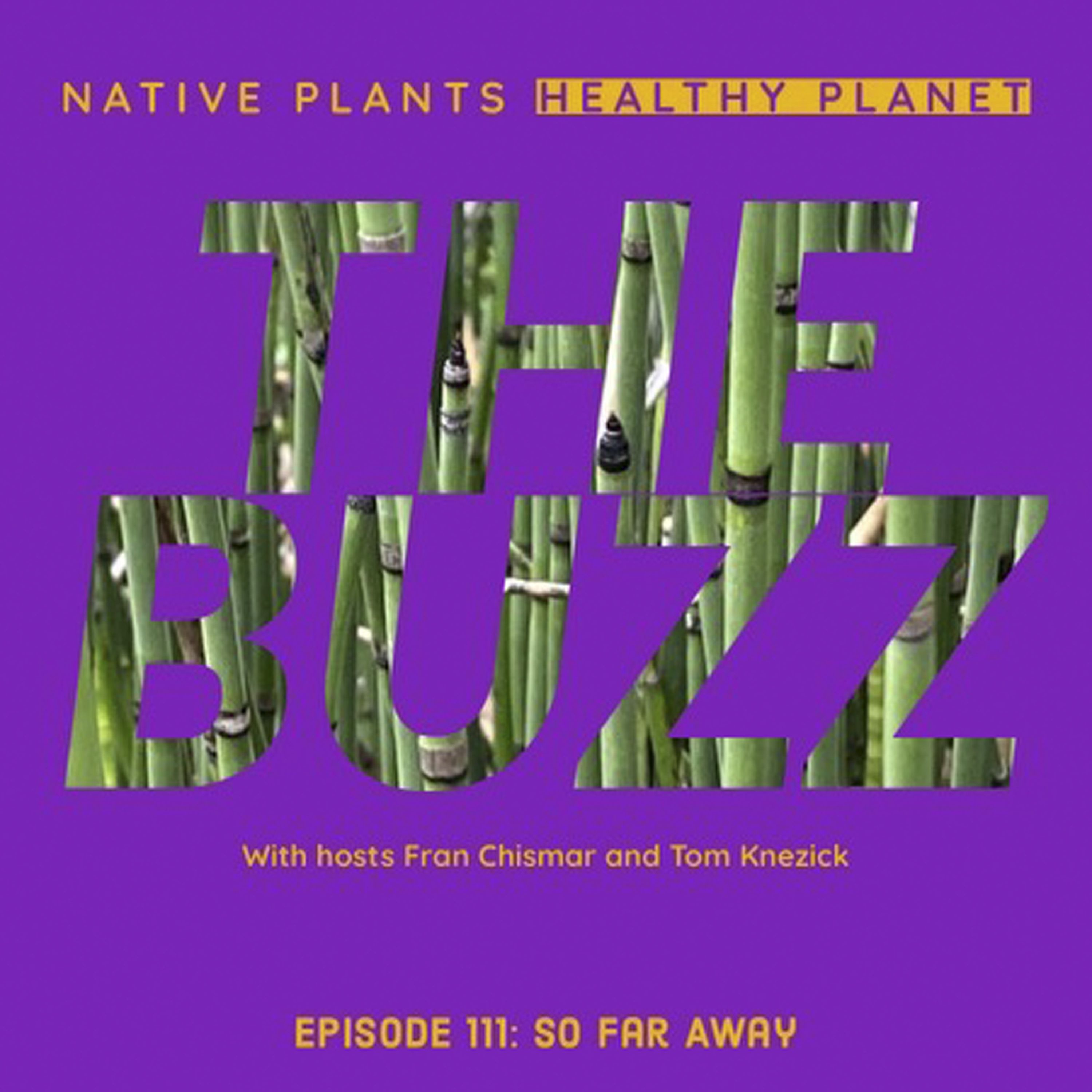 The Buzz - So Far Away