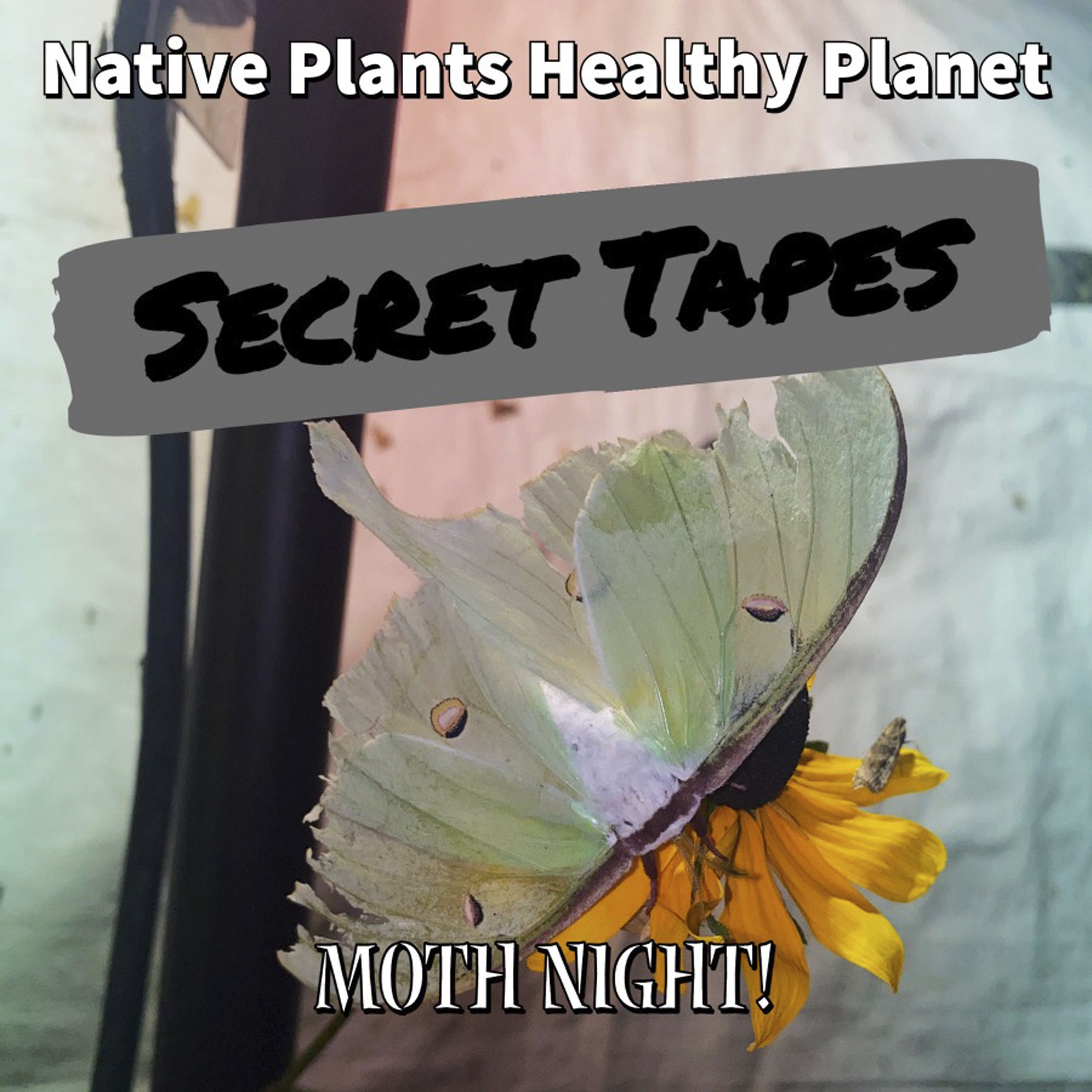 Moth Night!