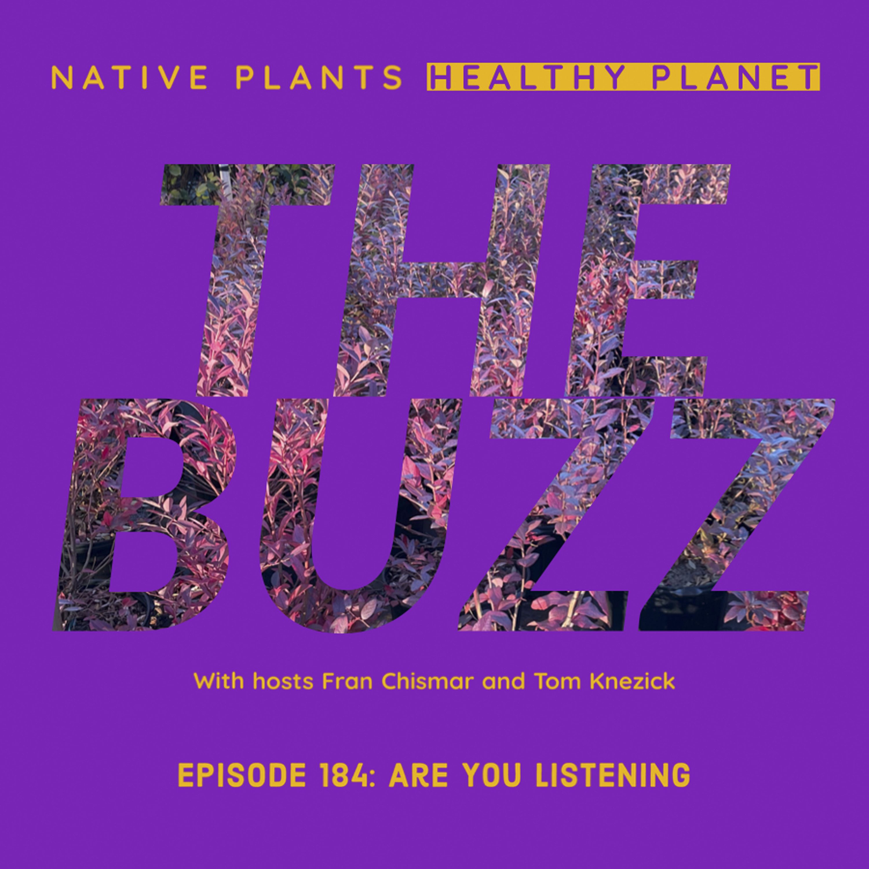 The Buzz - Are You Listening?